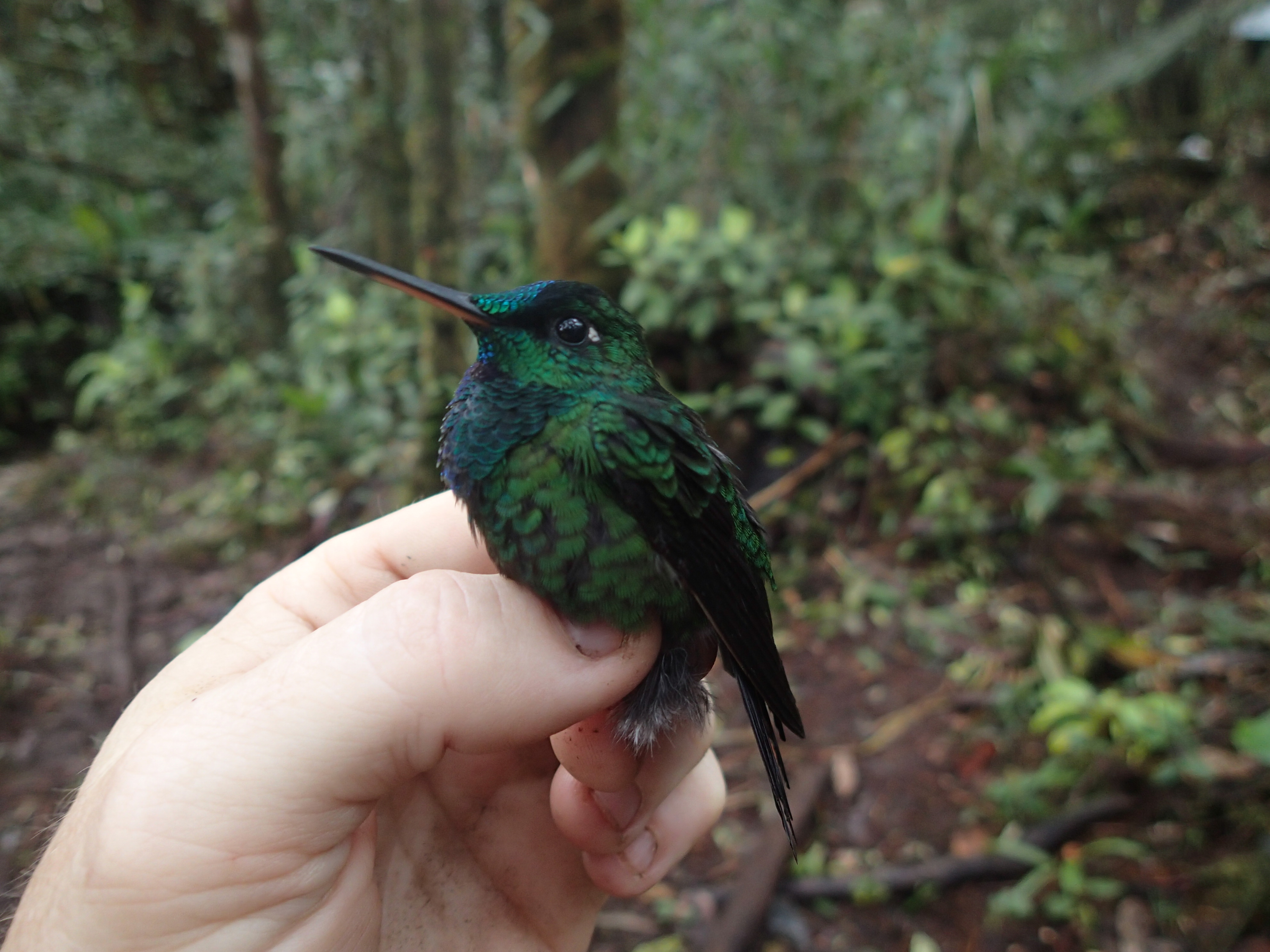 Velvet-browed Brilliant