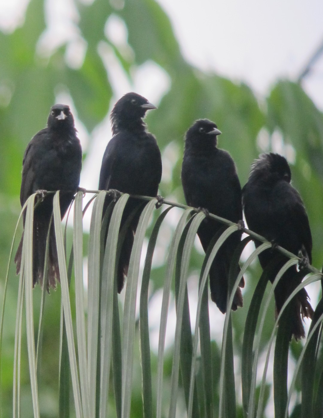 Velvet-fronted Grackle