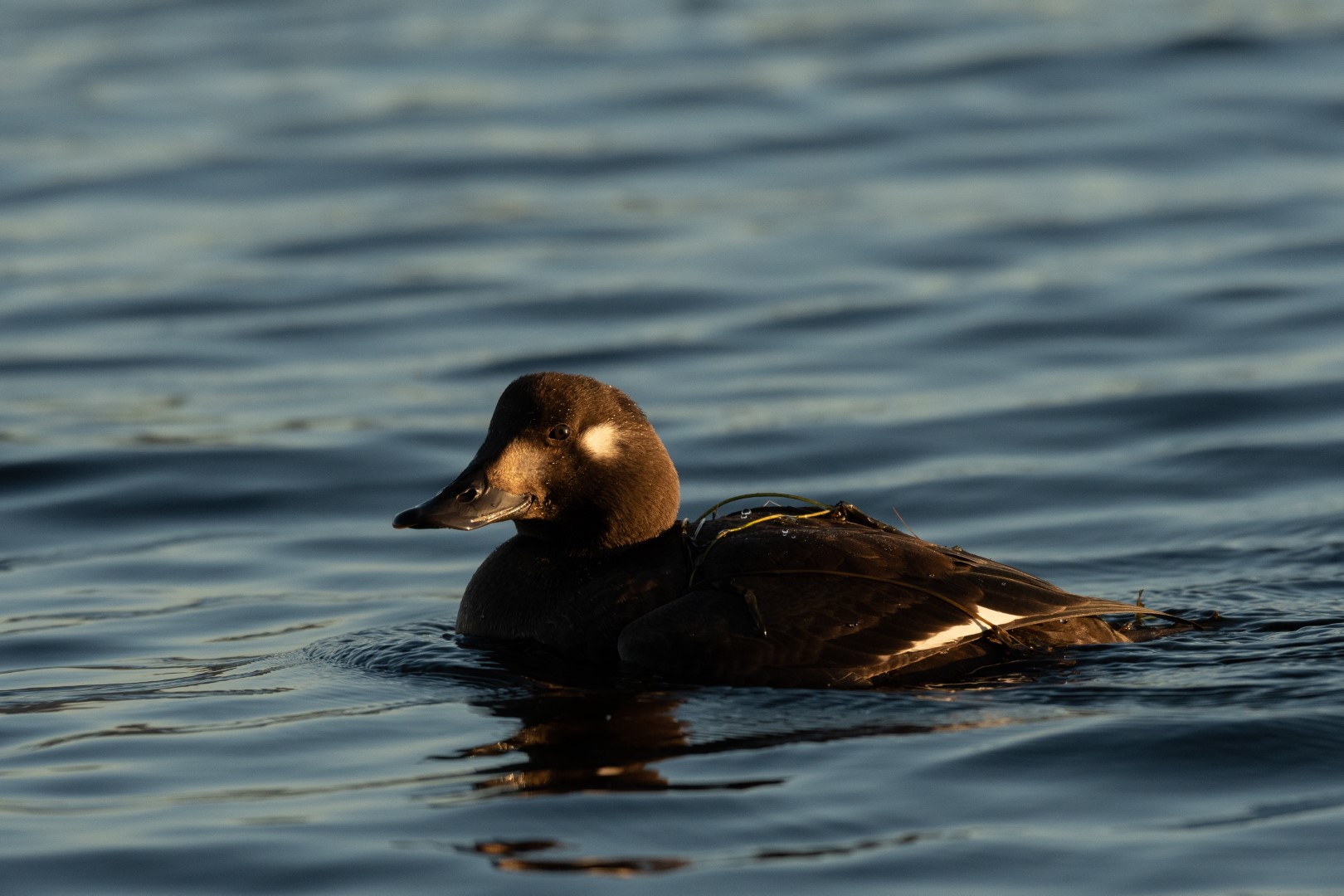Velvet Scoter