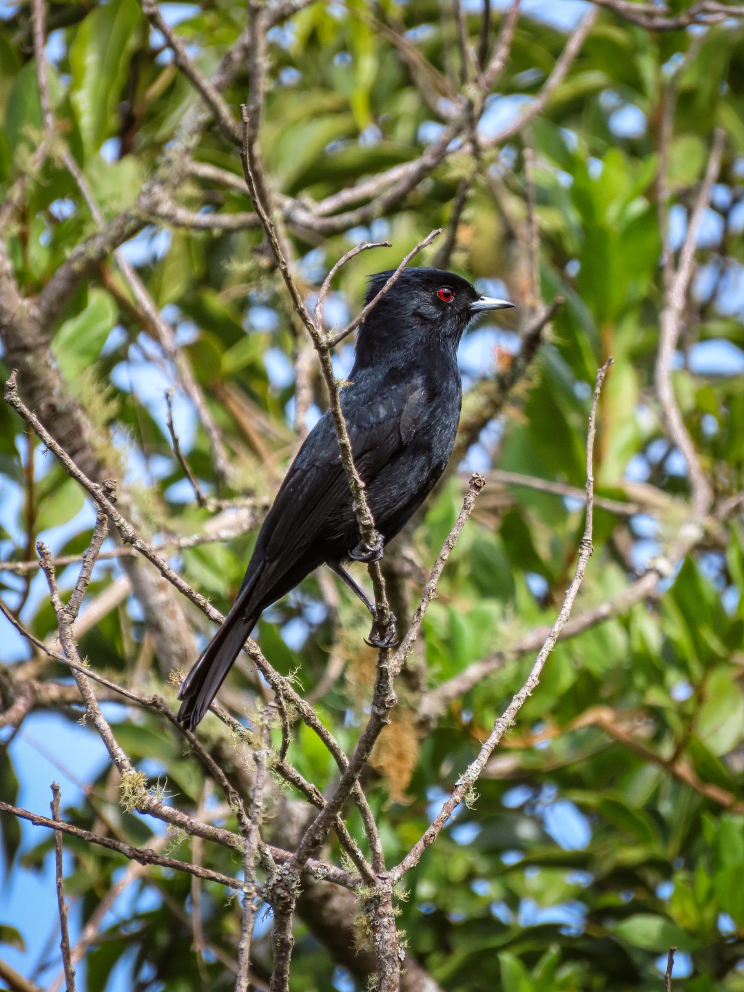Velvety Black-Tyrant