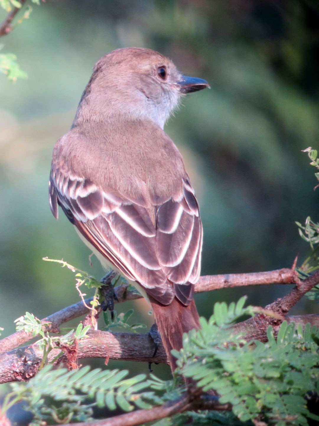 Venezuelan Flycatcher