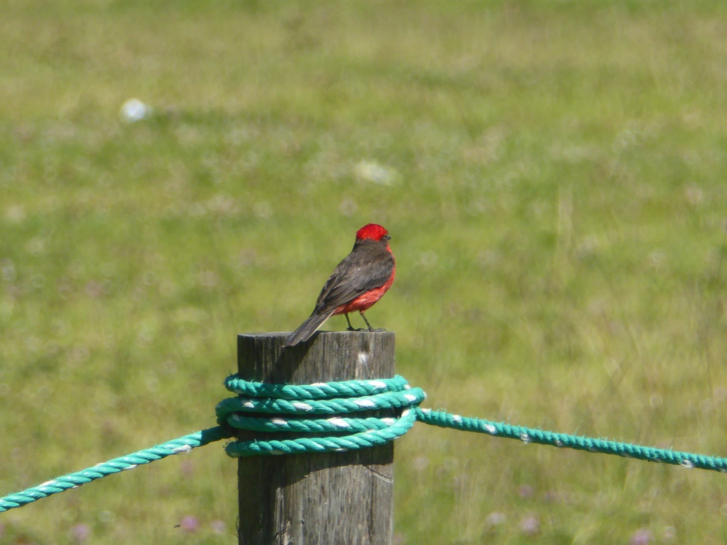 Vermilion Flycatcher