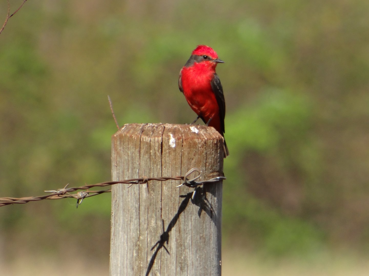 Vermilion Flycatcher