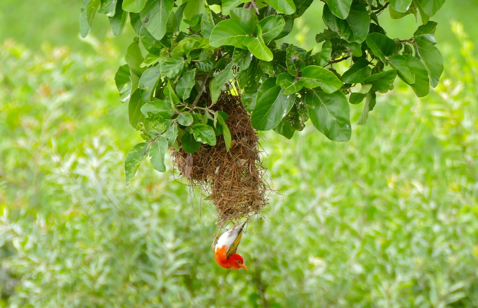 Vermilion Masked Weaver