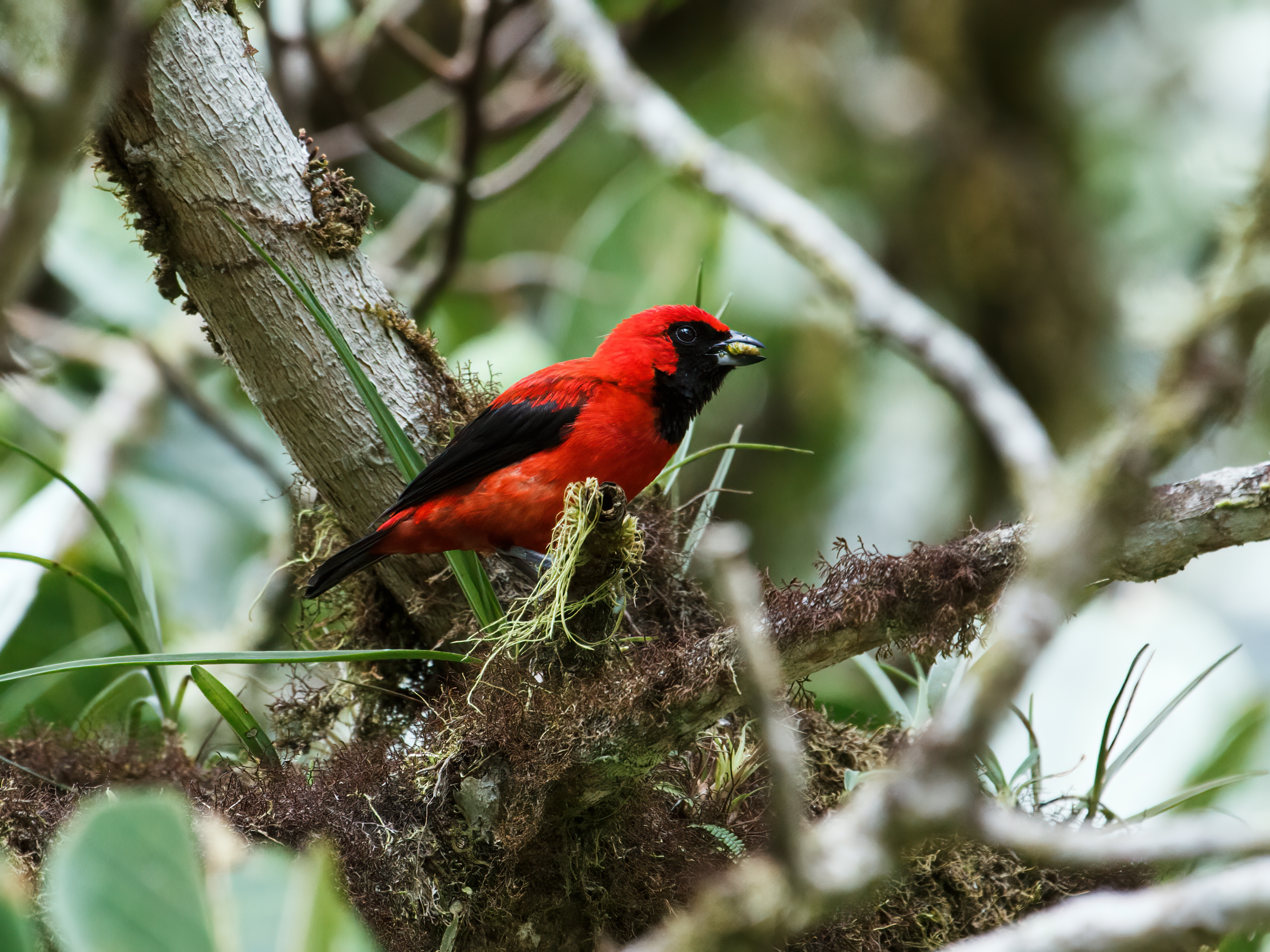 Vermilion Tanager