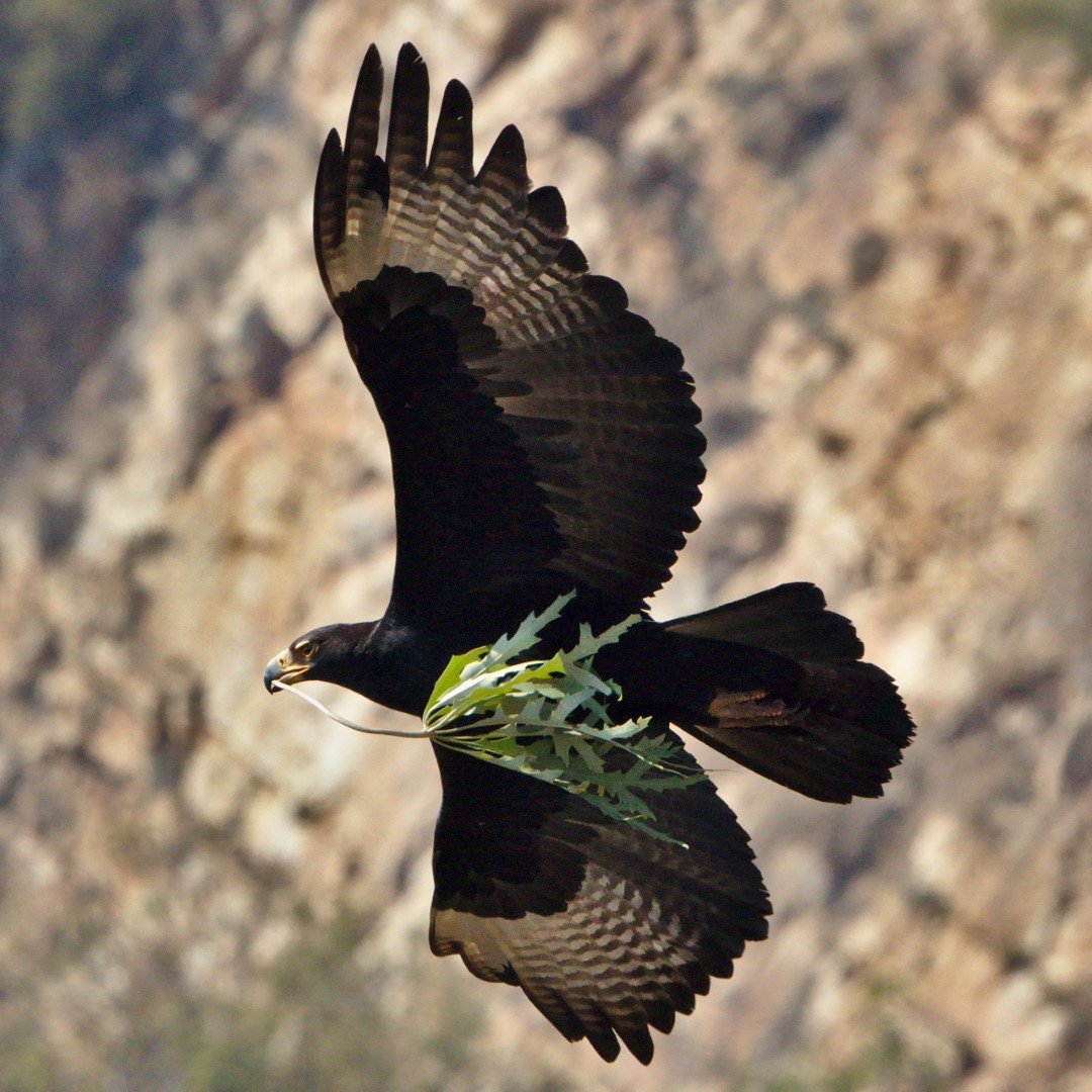 Verreaux's eagle