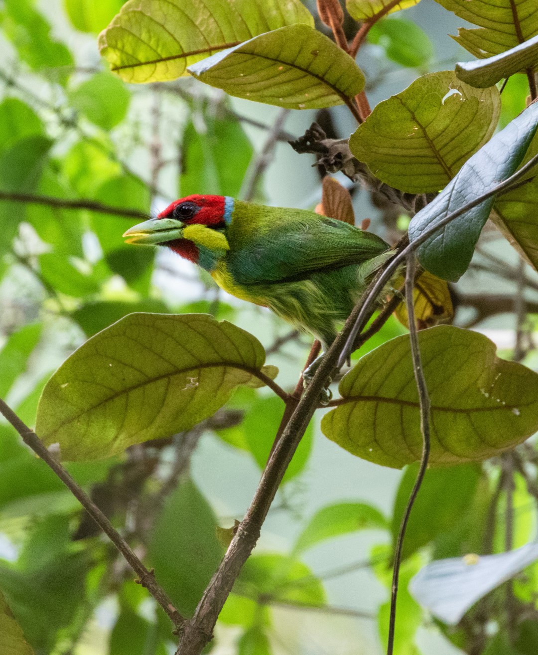 Versicolored Barbet