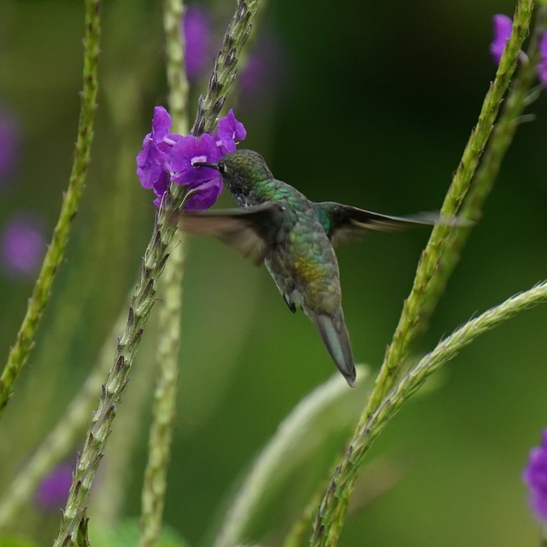 Versicolored Emerald