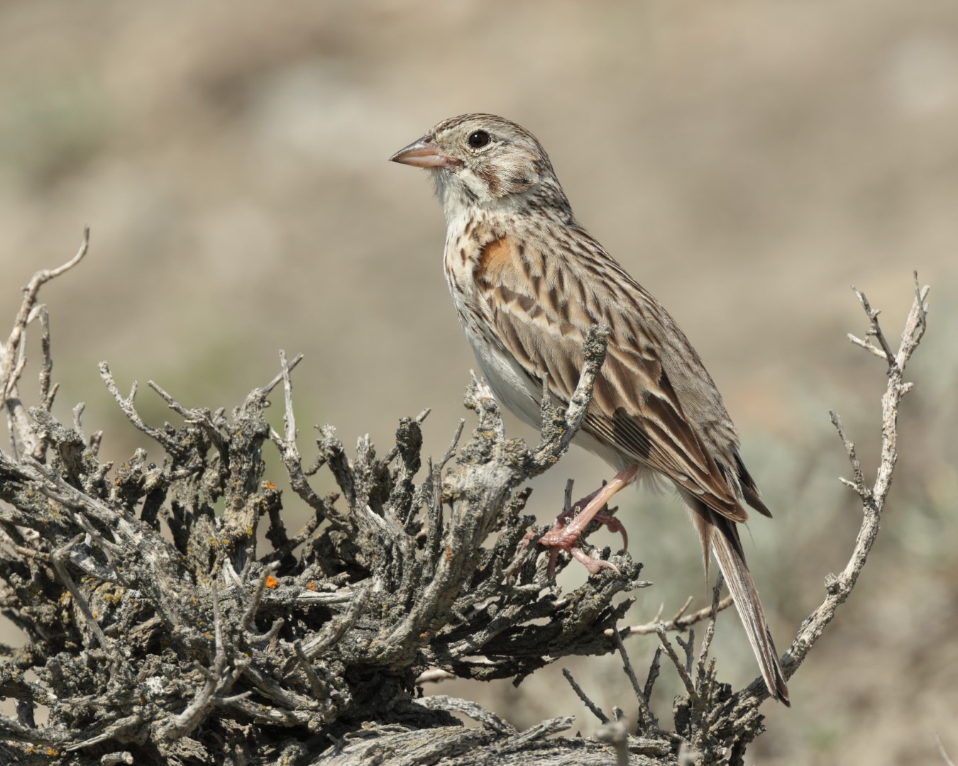 Vesper Sparrow