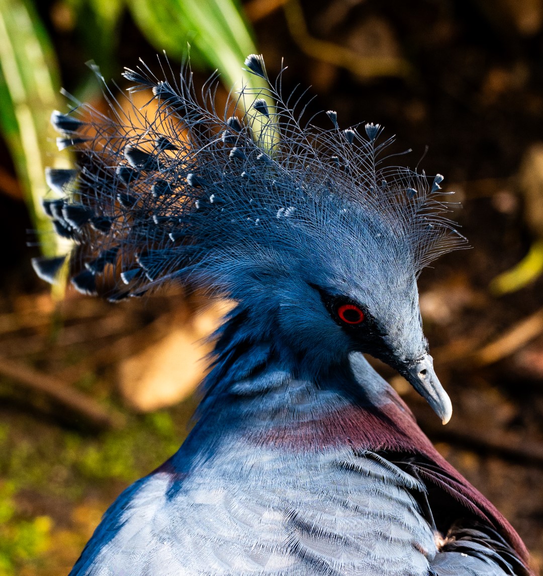 Victoria crowned pigeon