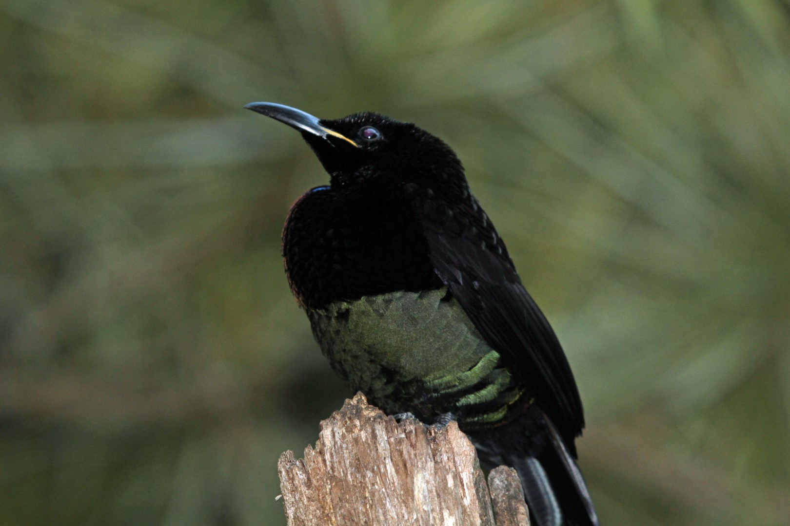 Victoria's Riflebird