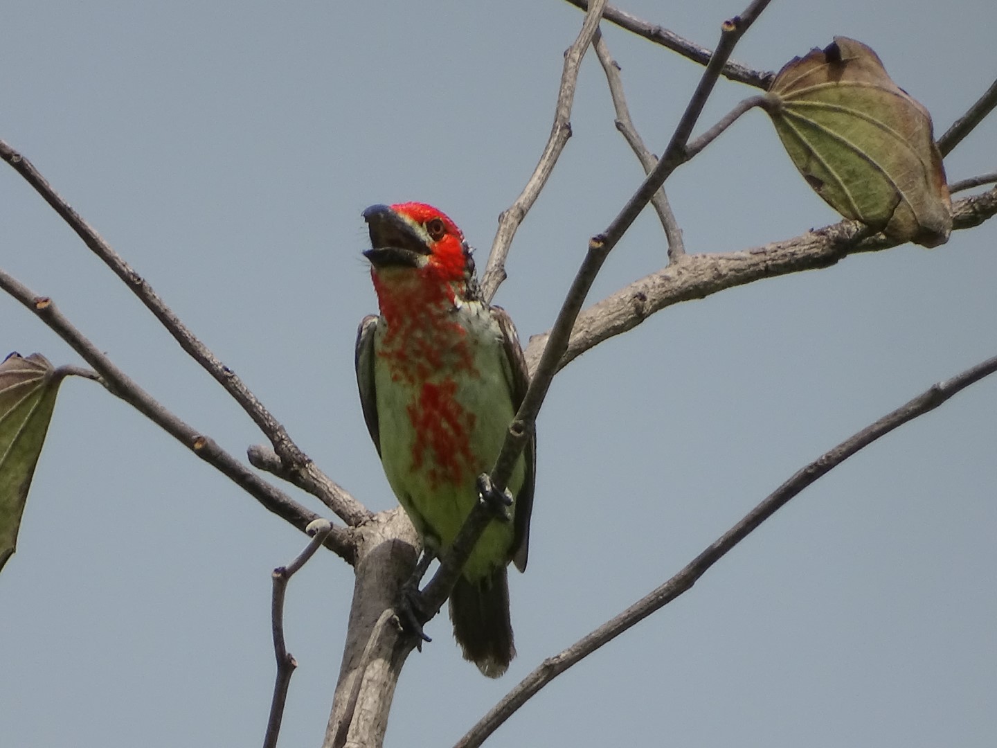 Vieillot's Barbet