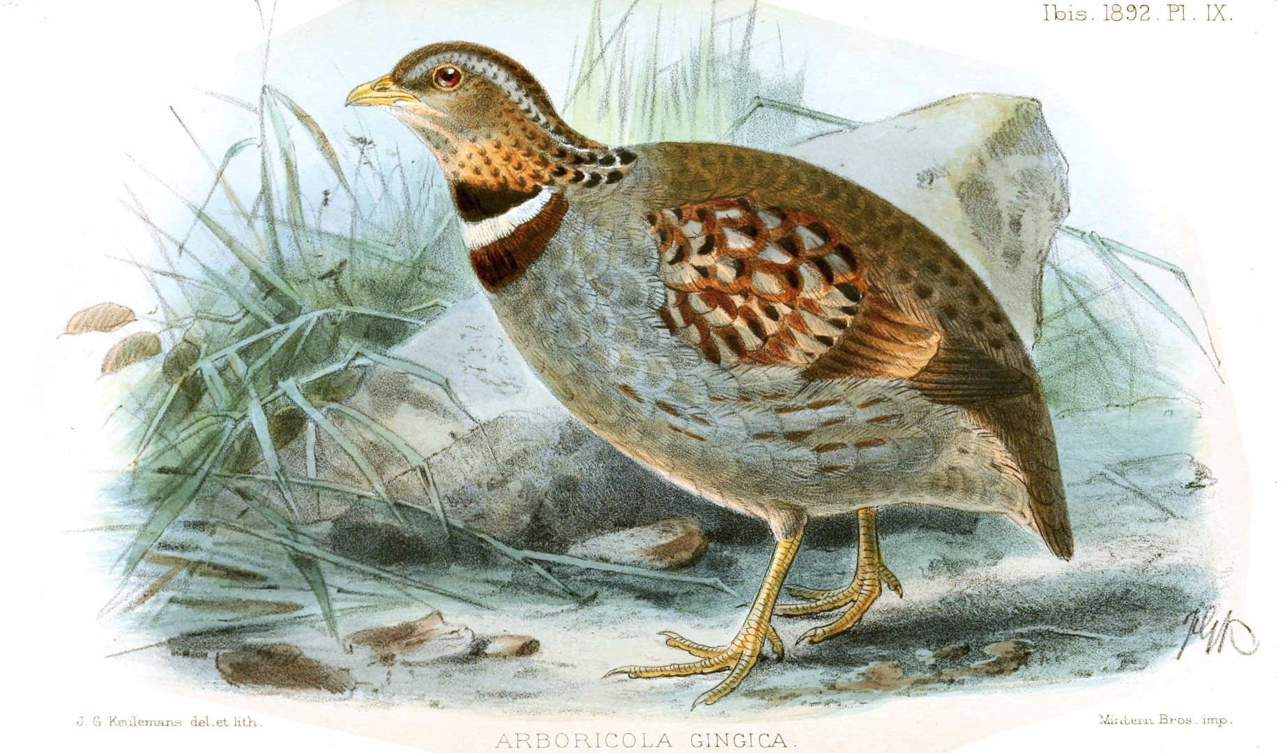 Vietnamese Hill Partridge