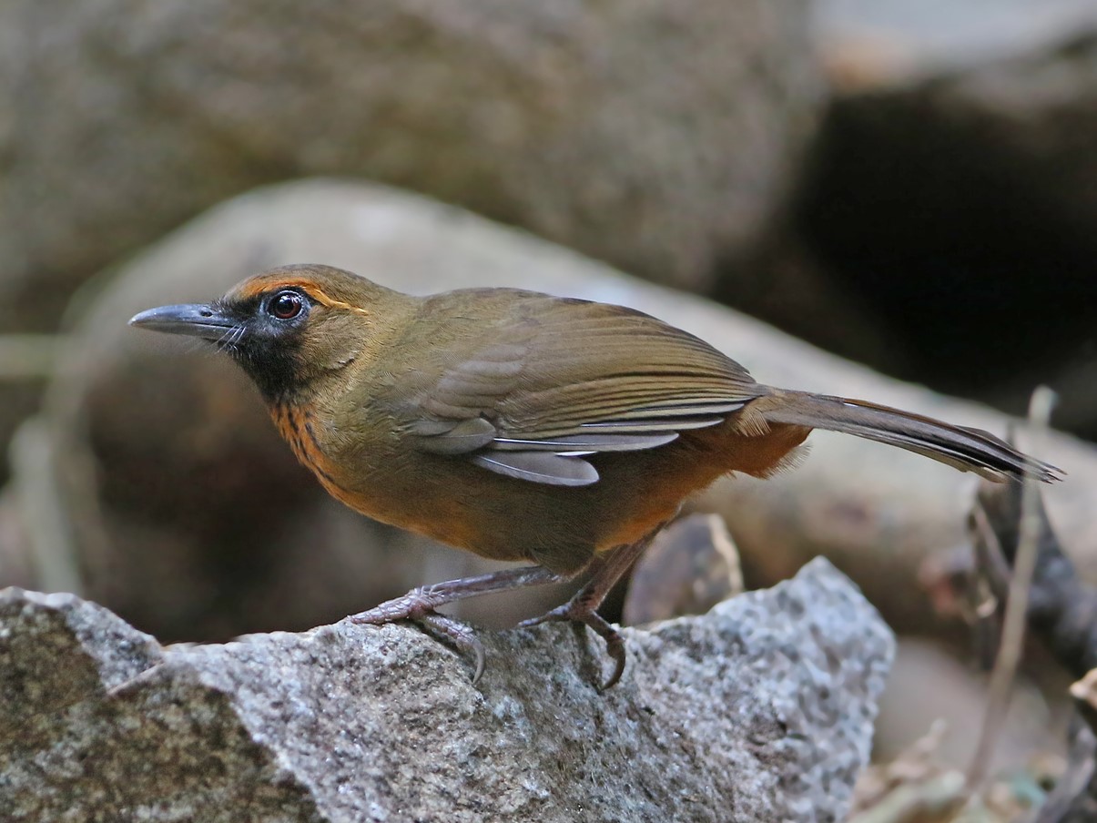 Vietnamese Laughingthrush