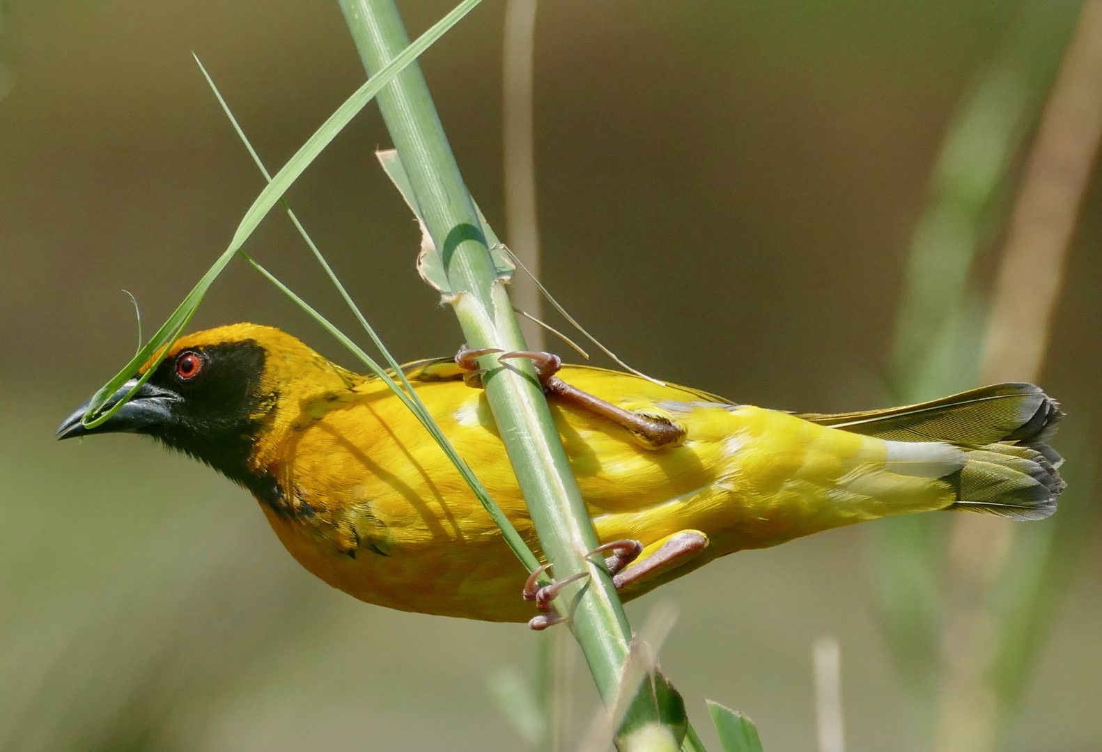 Village Weaver