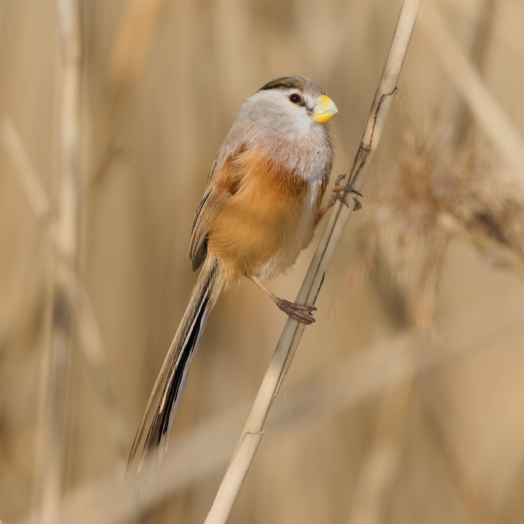 Vinous-throated Parrotbill