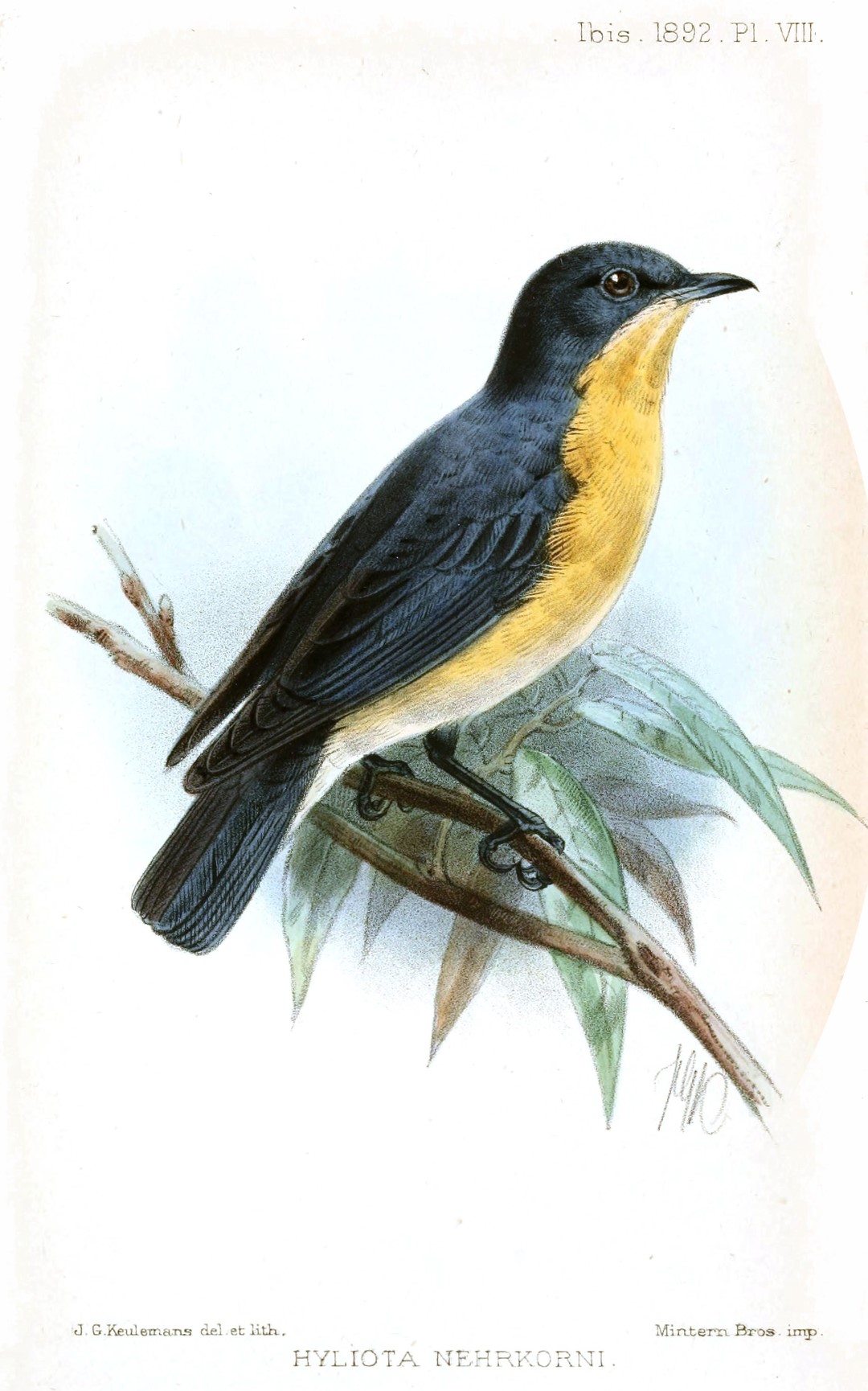 Violet-backed Hyliota