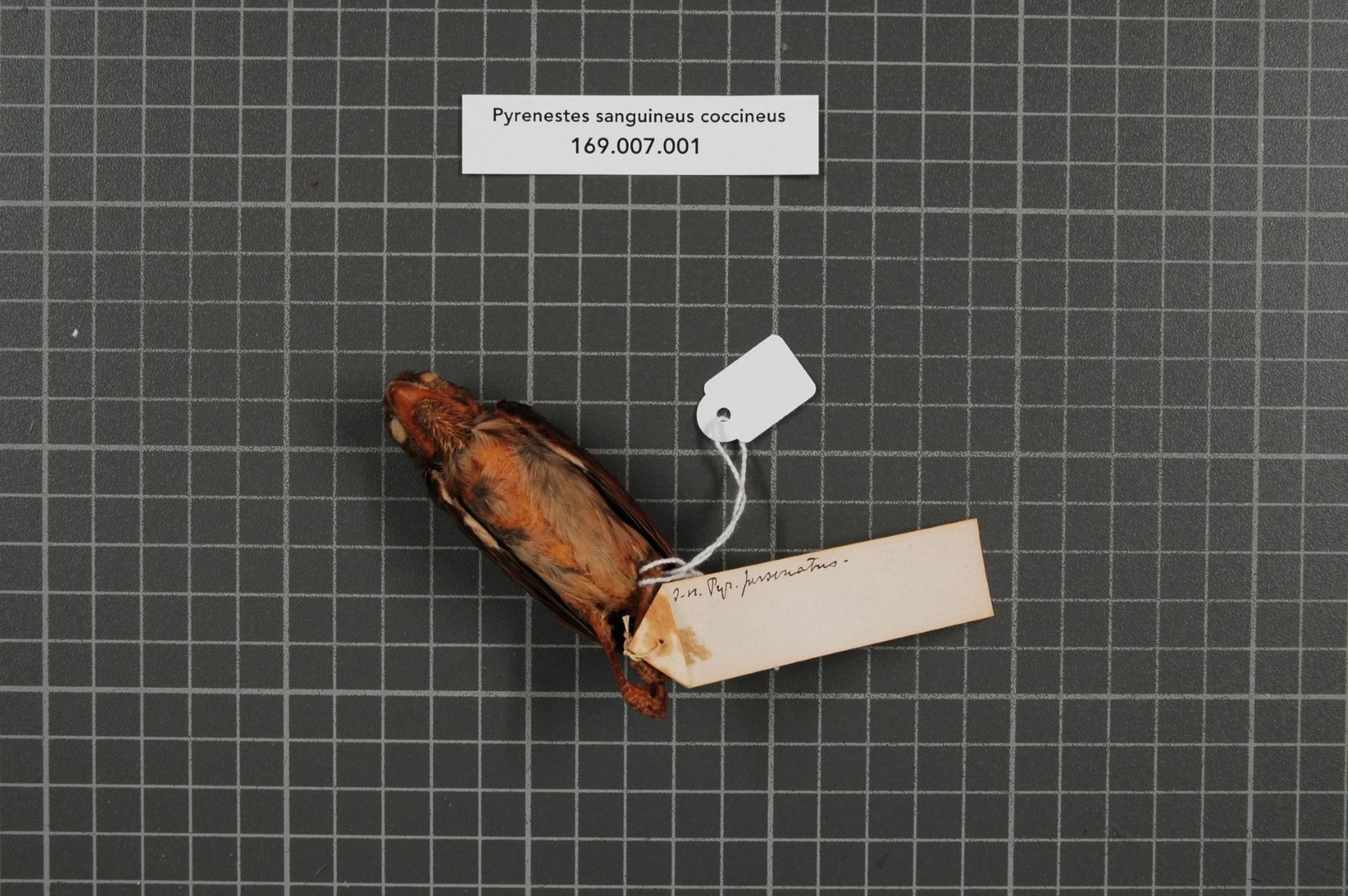 Violet-backed Starling