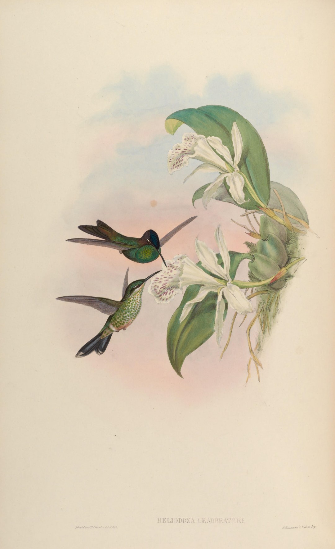 Violet-fronted Brilliant