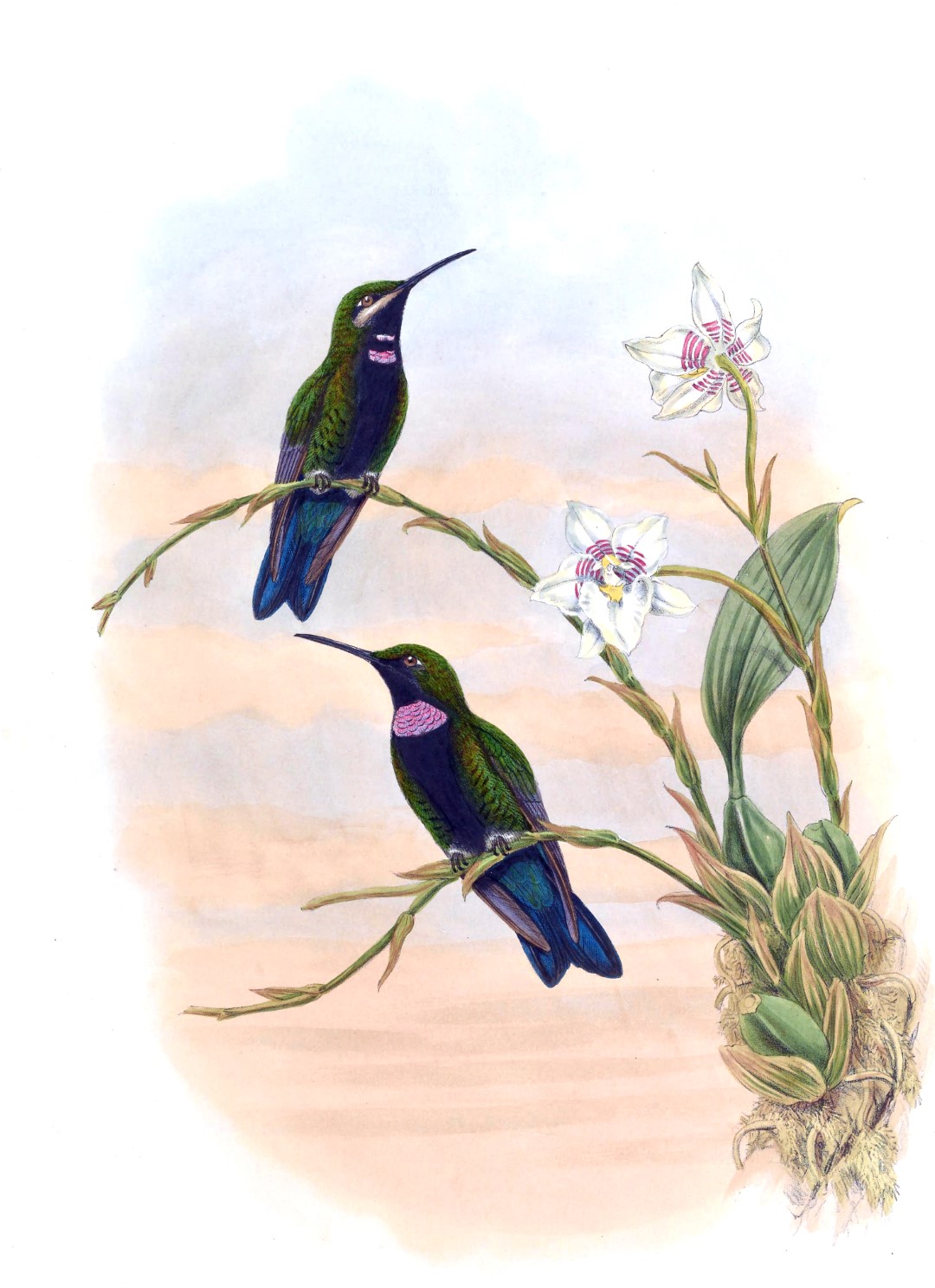 Violet-fronted Brilliant