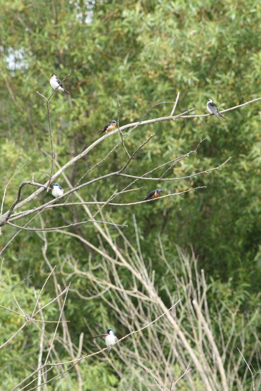 Violet-green Swallow