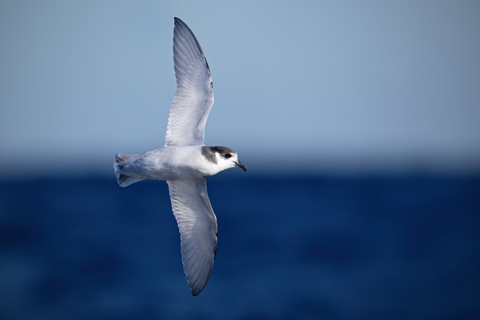 Violet-green Swallow