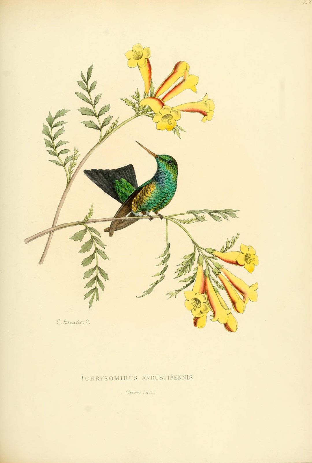 Violet-headed Hummingbird