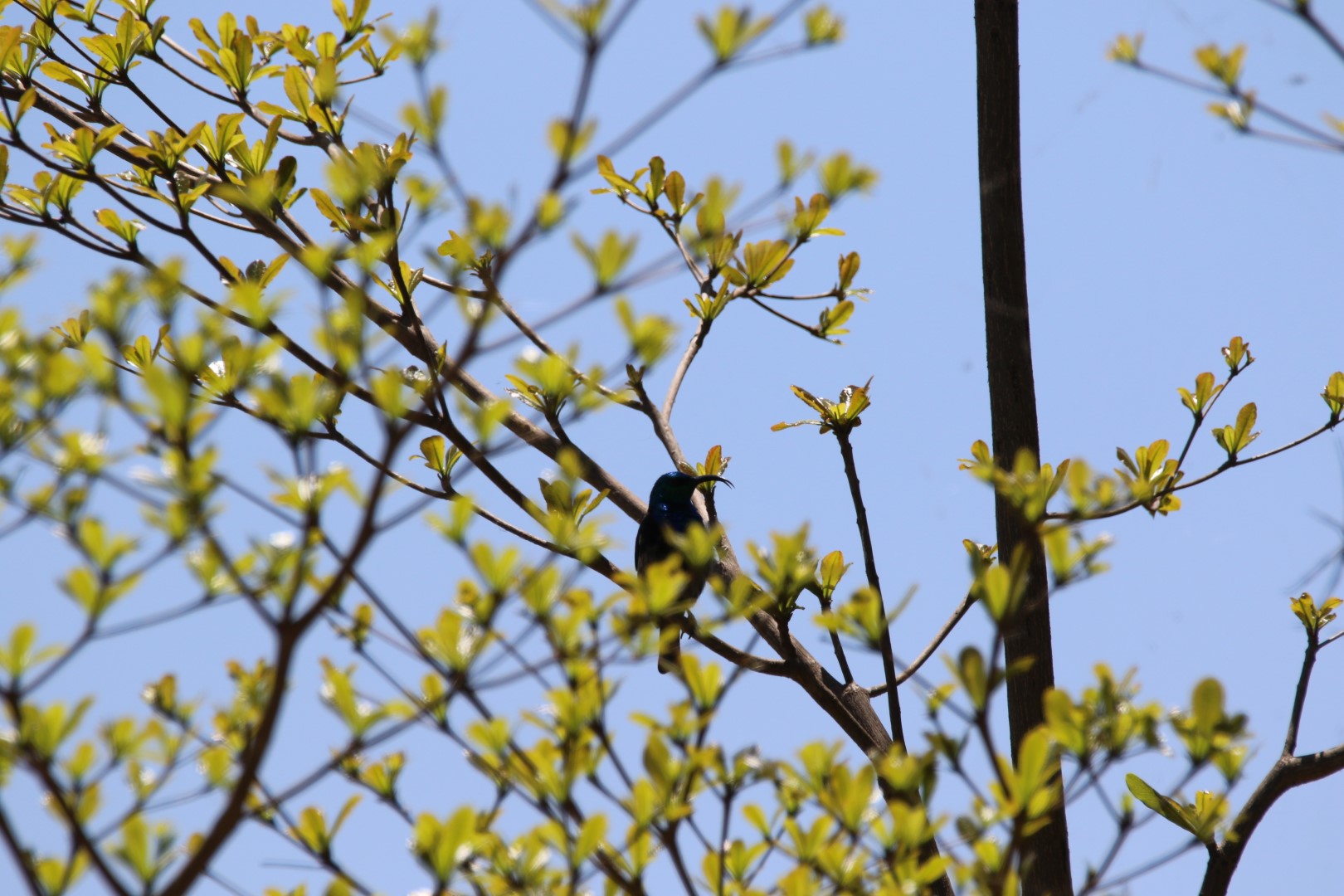 Violet-tailed Sunbird