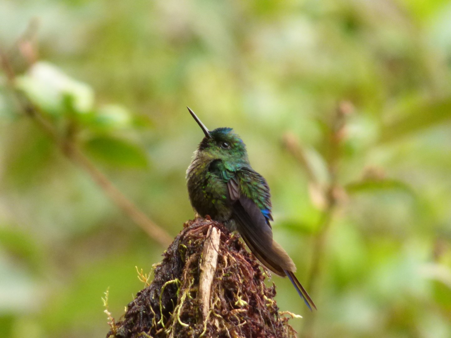 Violet-tailed Sylph