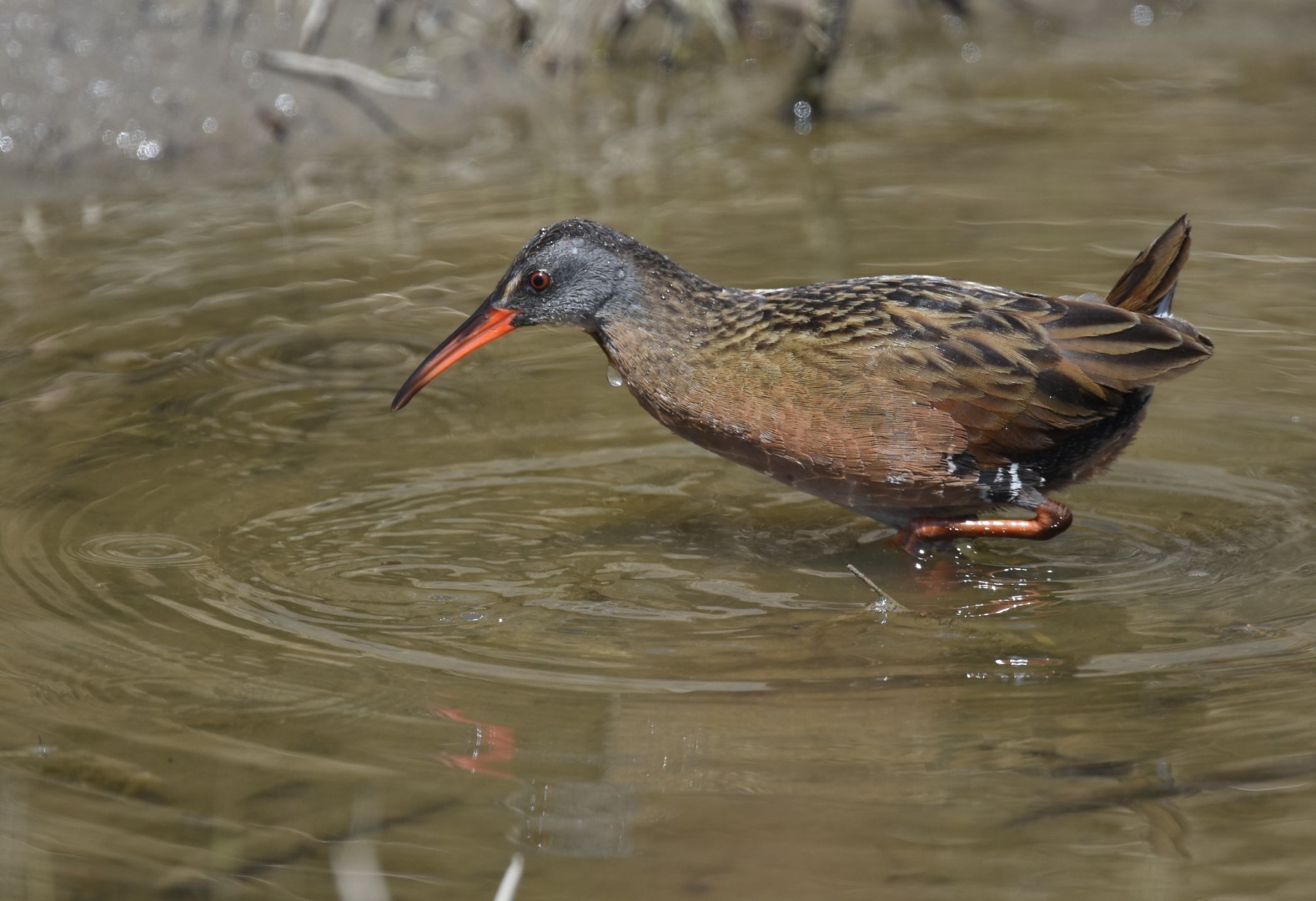 Virginia Rail