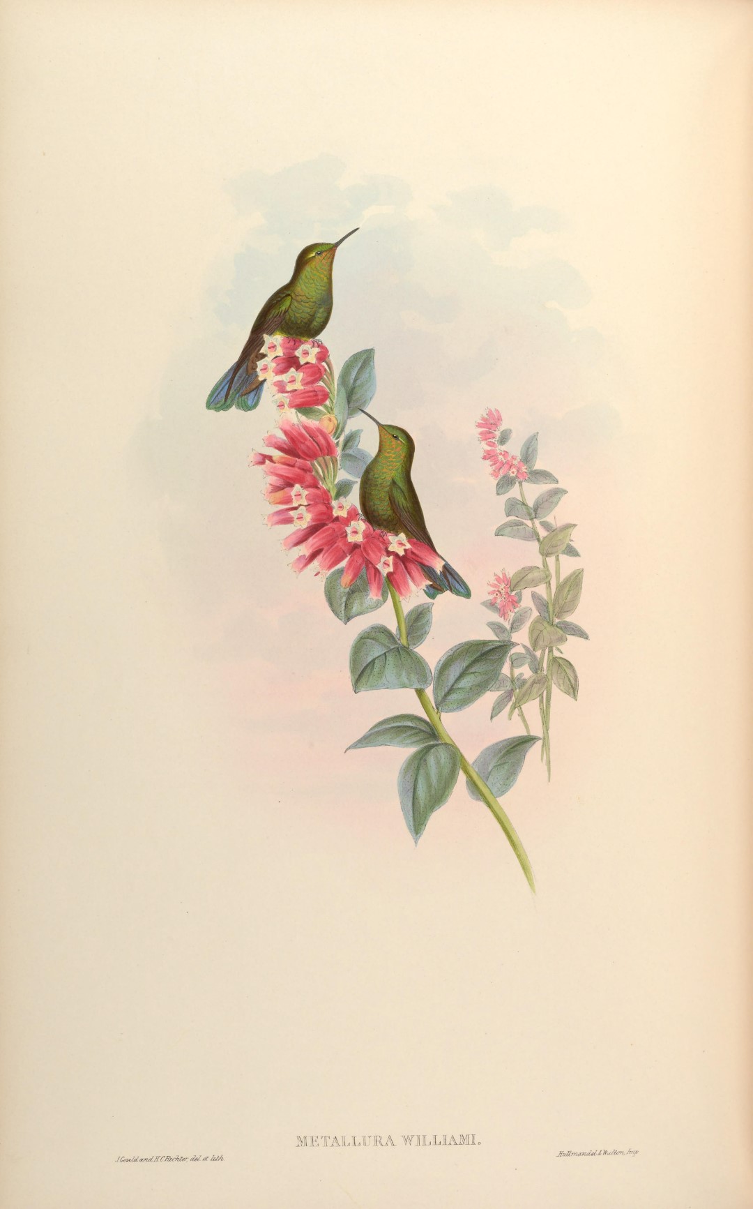 Viridian Metaltail
