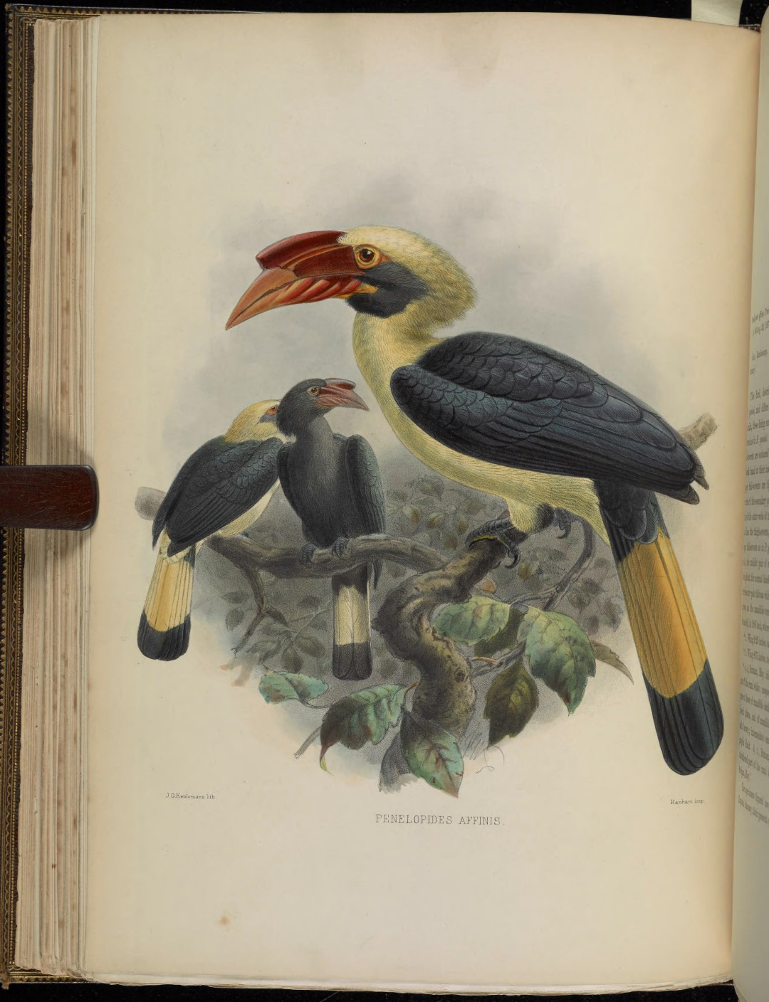 Visayan Hornbill