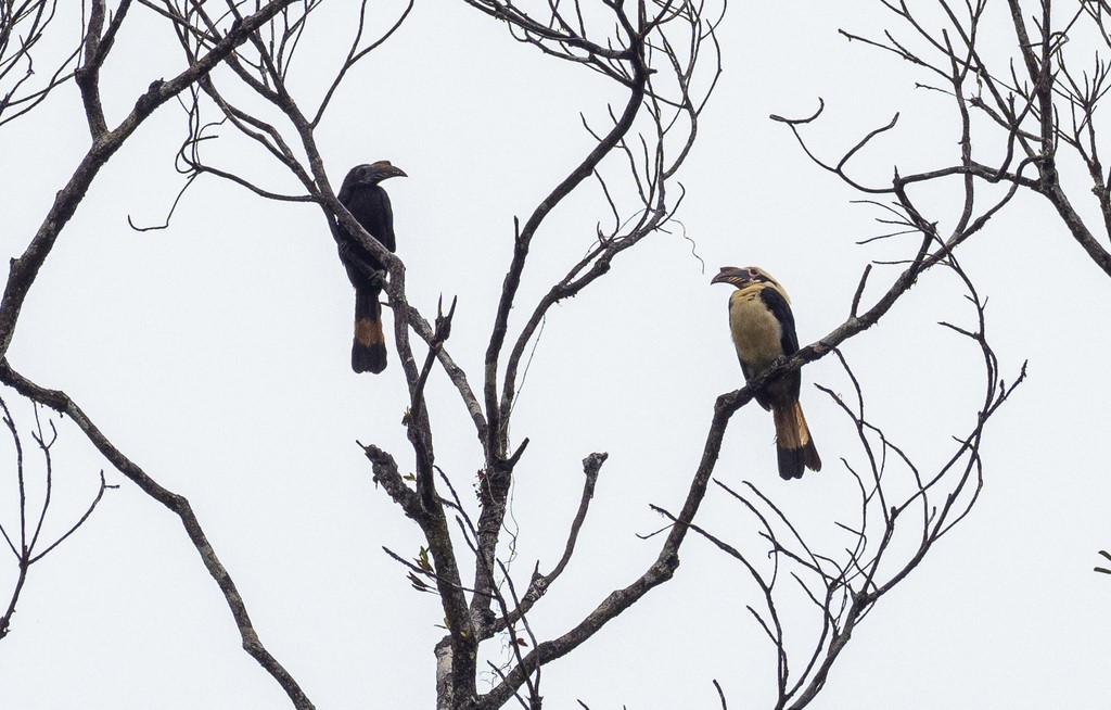 Visayan Hornbill