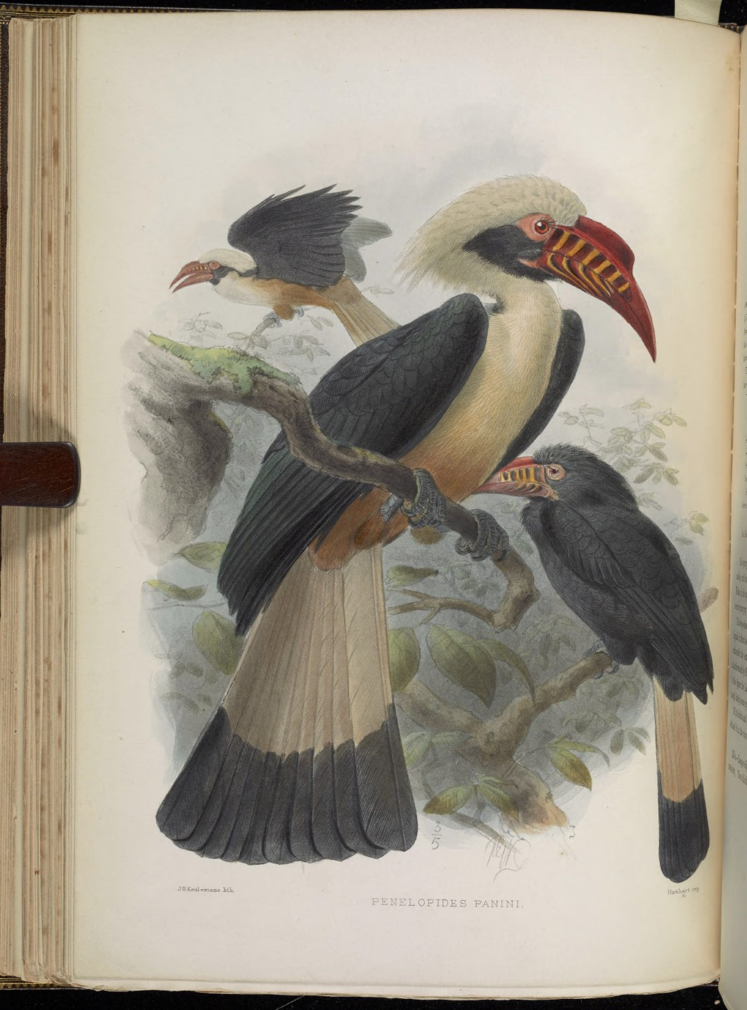 Visayan Hornbill