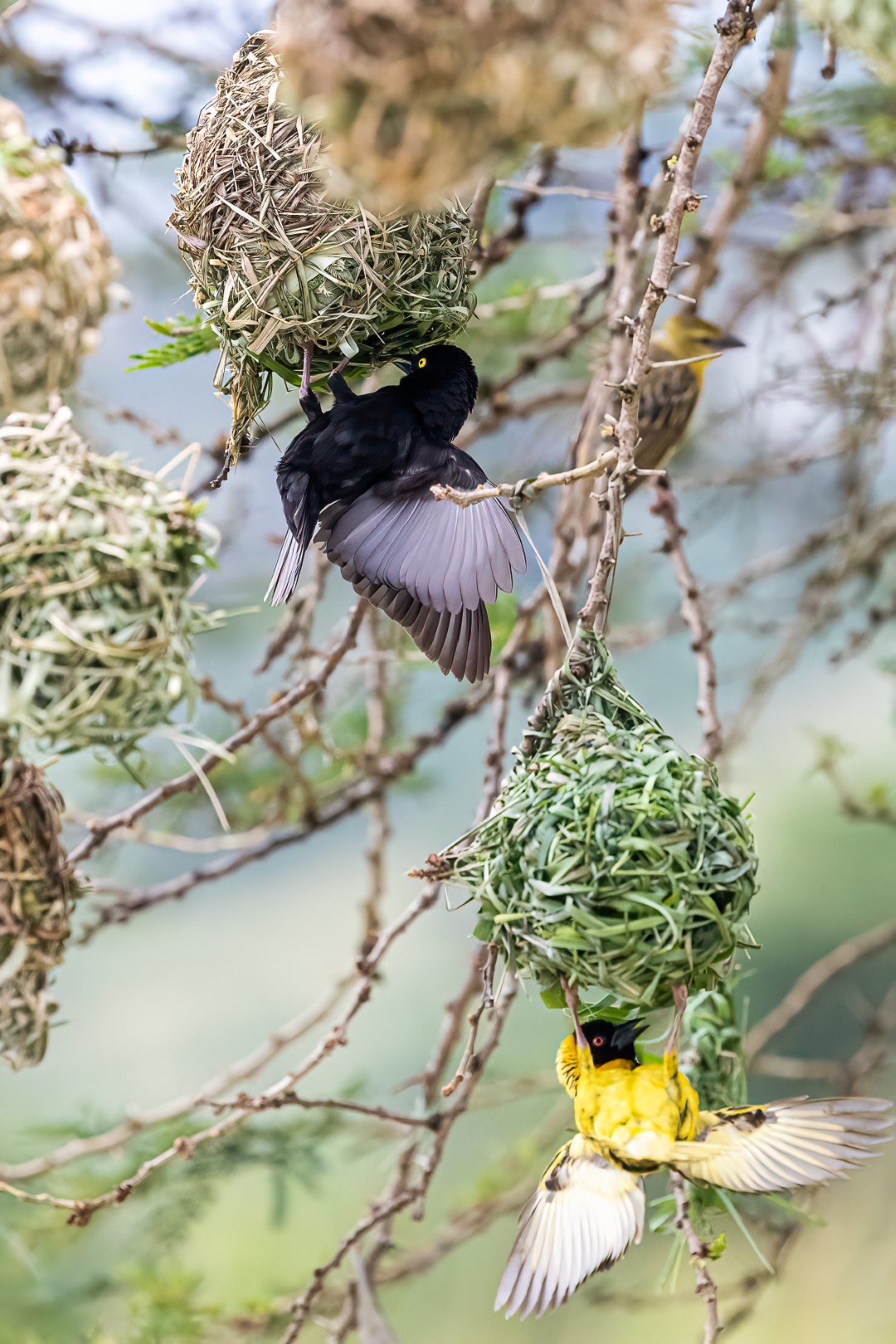 Vitelline masked weaver