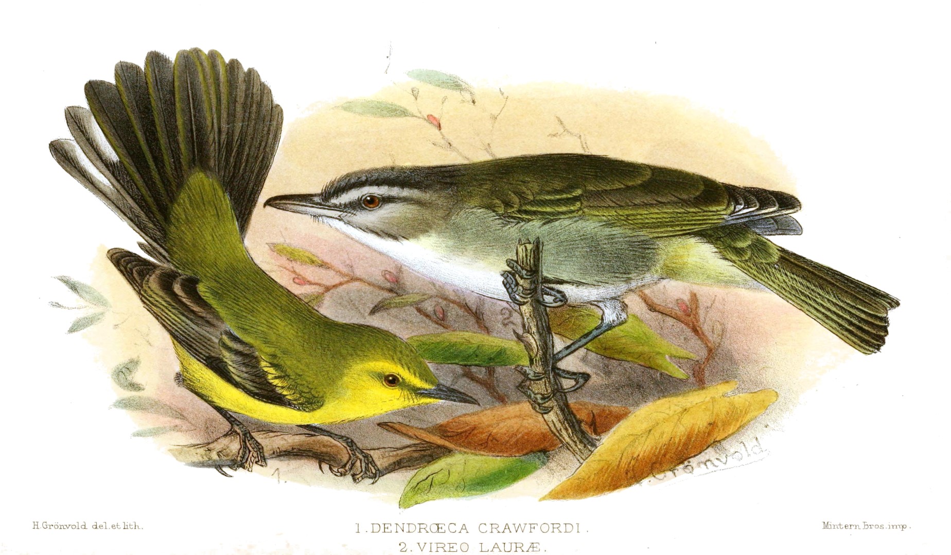 Vitelline Warbler