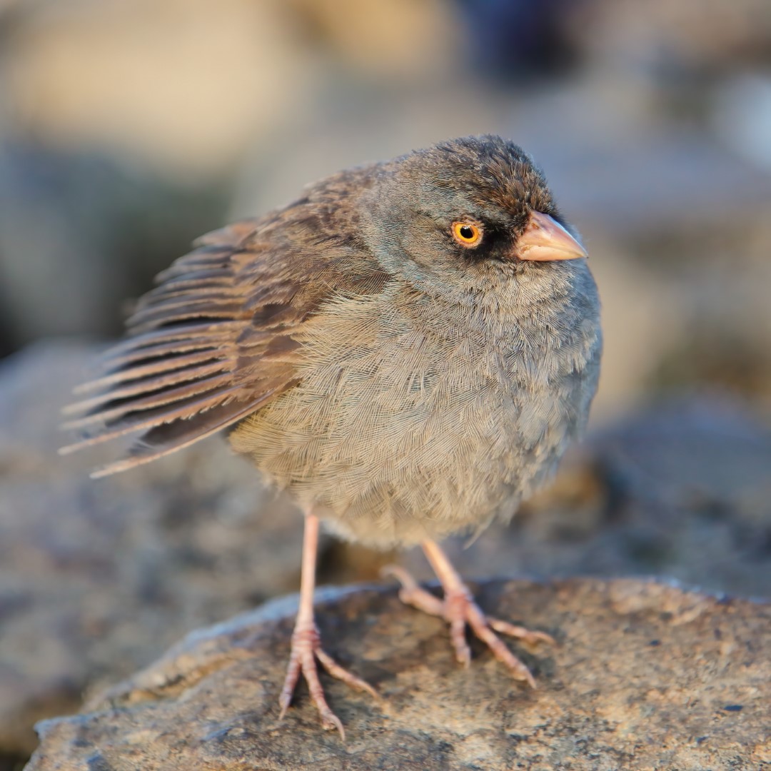 Volcano Junco