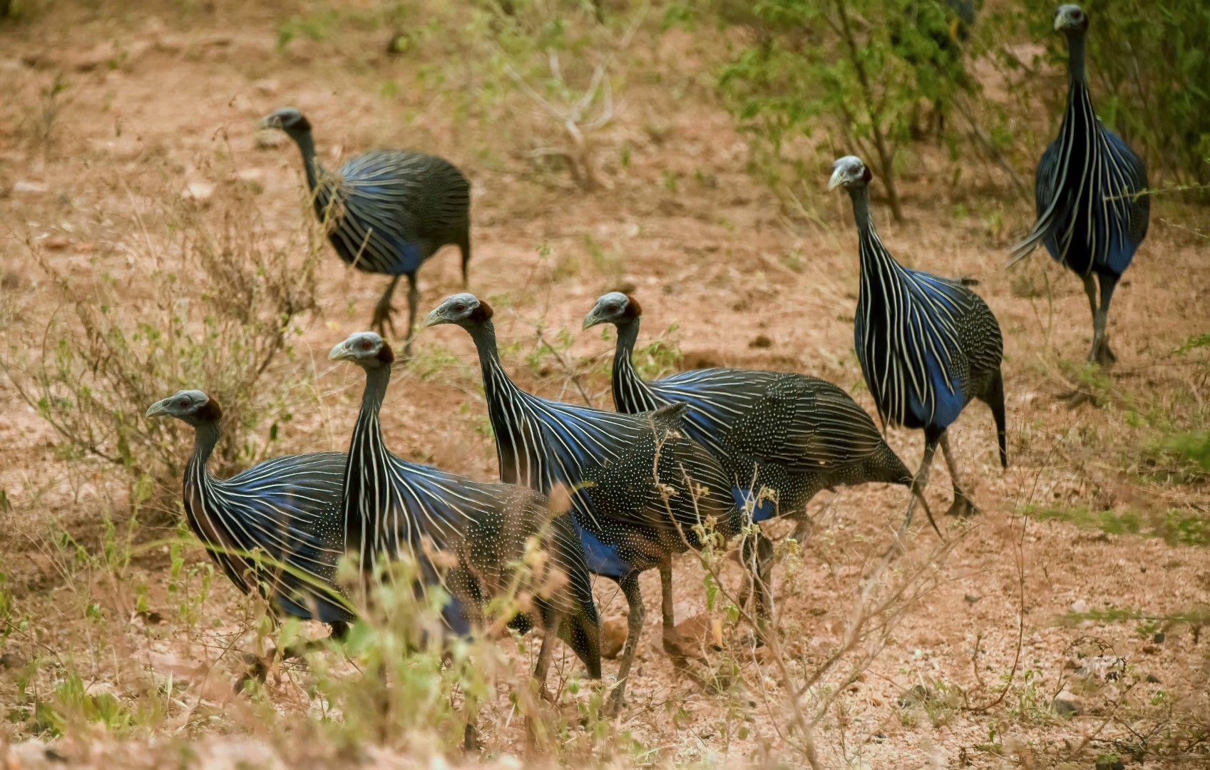 Vulturine Guineafowl