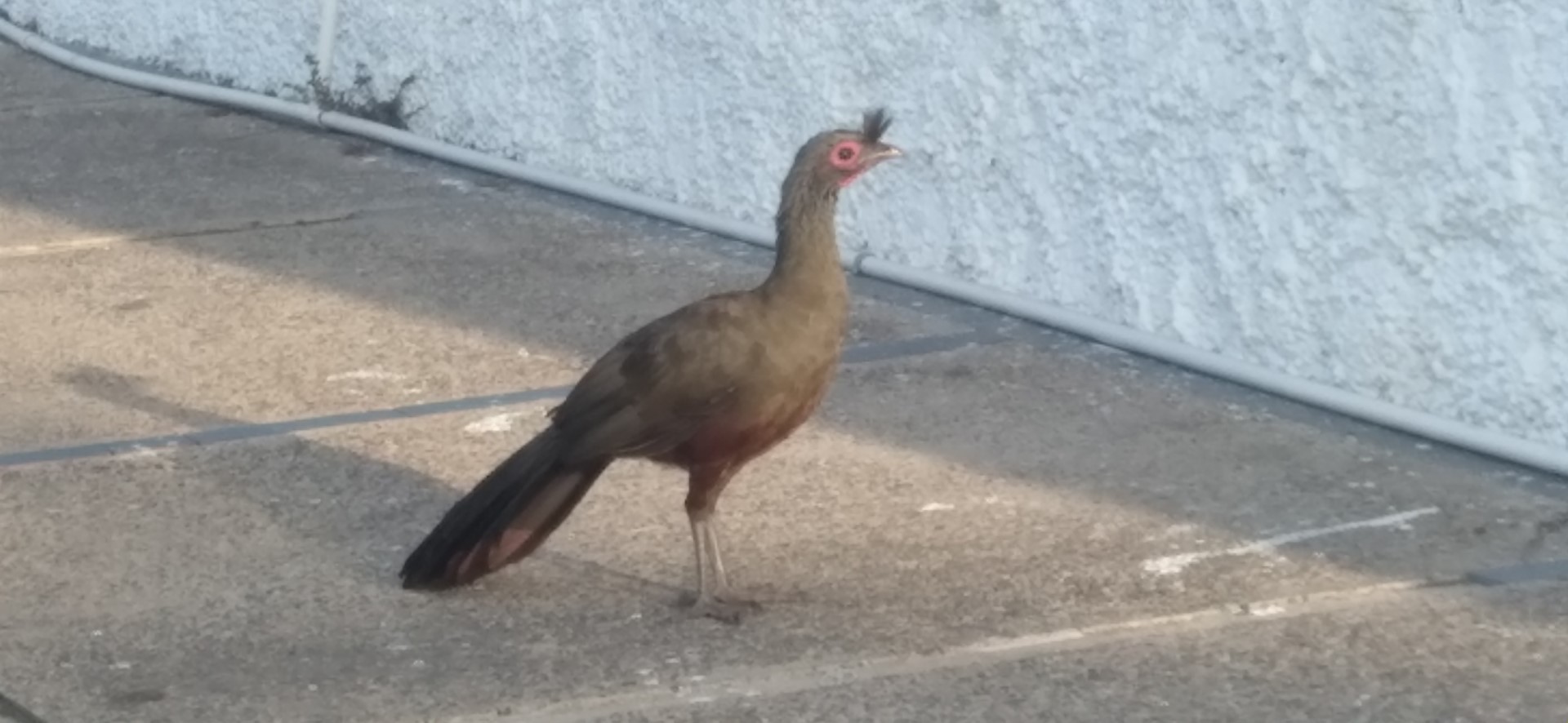 Wagler's Chachalaca