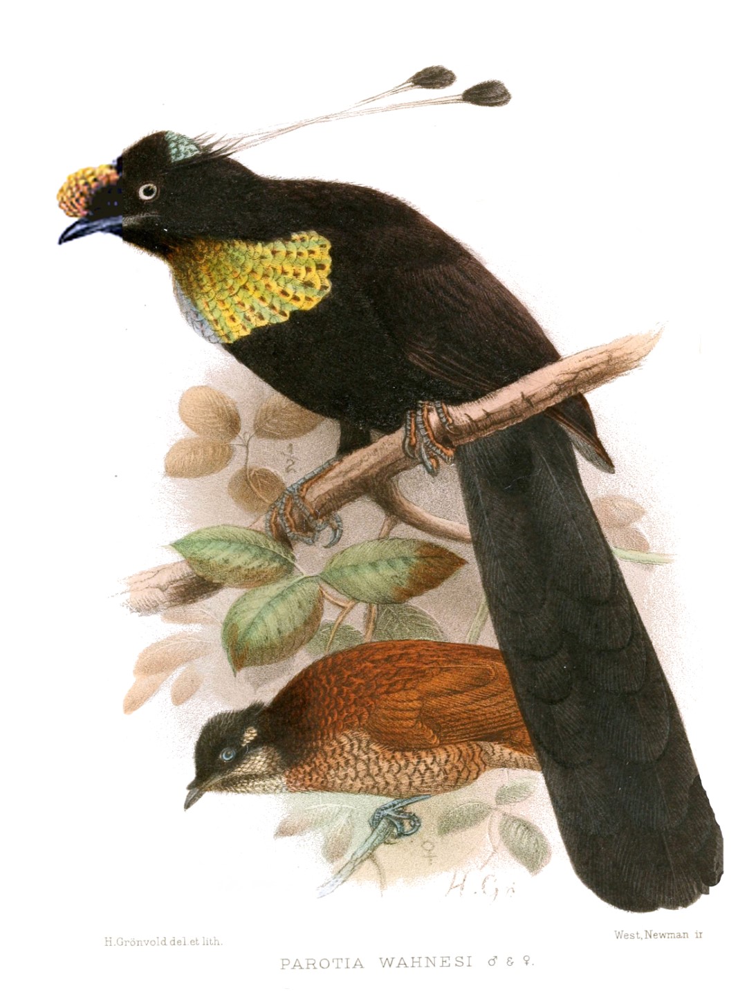 Wahnes's Parotia