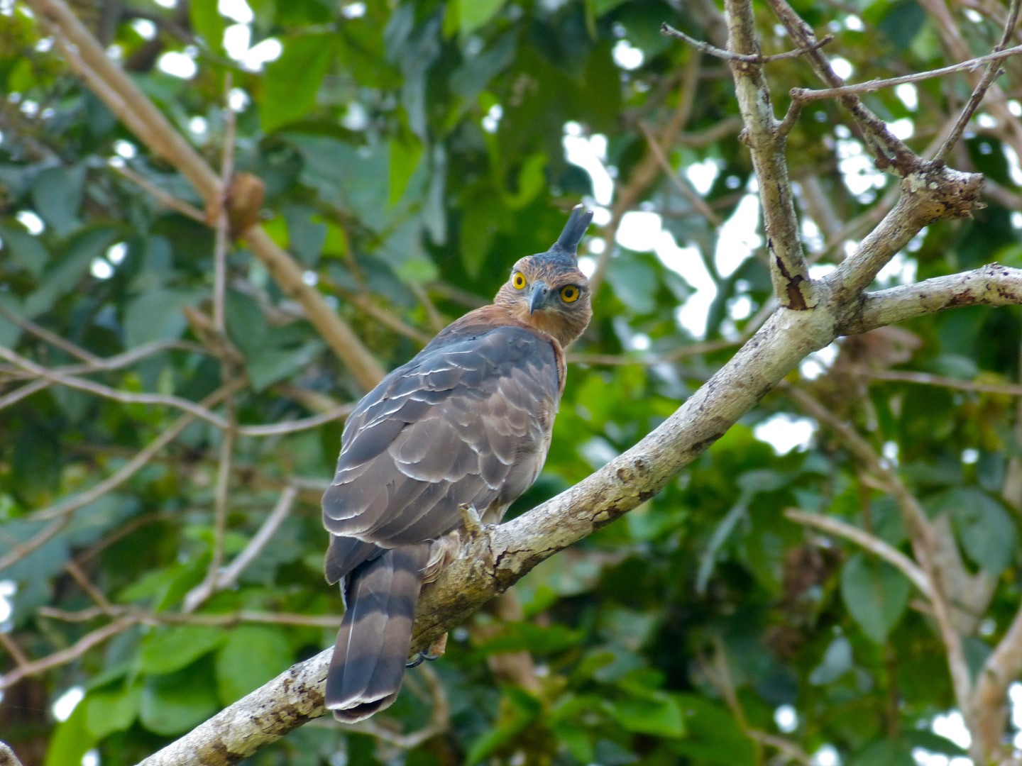 Wallace's hawk-eagle