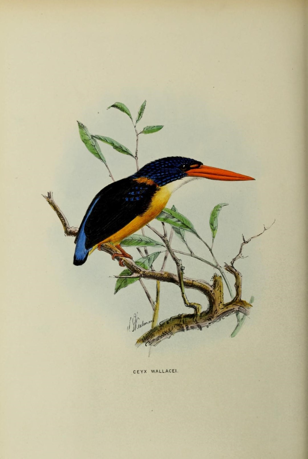 Wallace's kingfisher