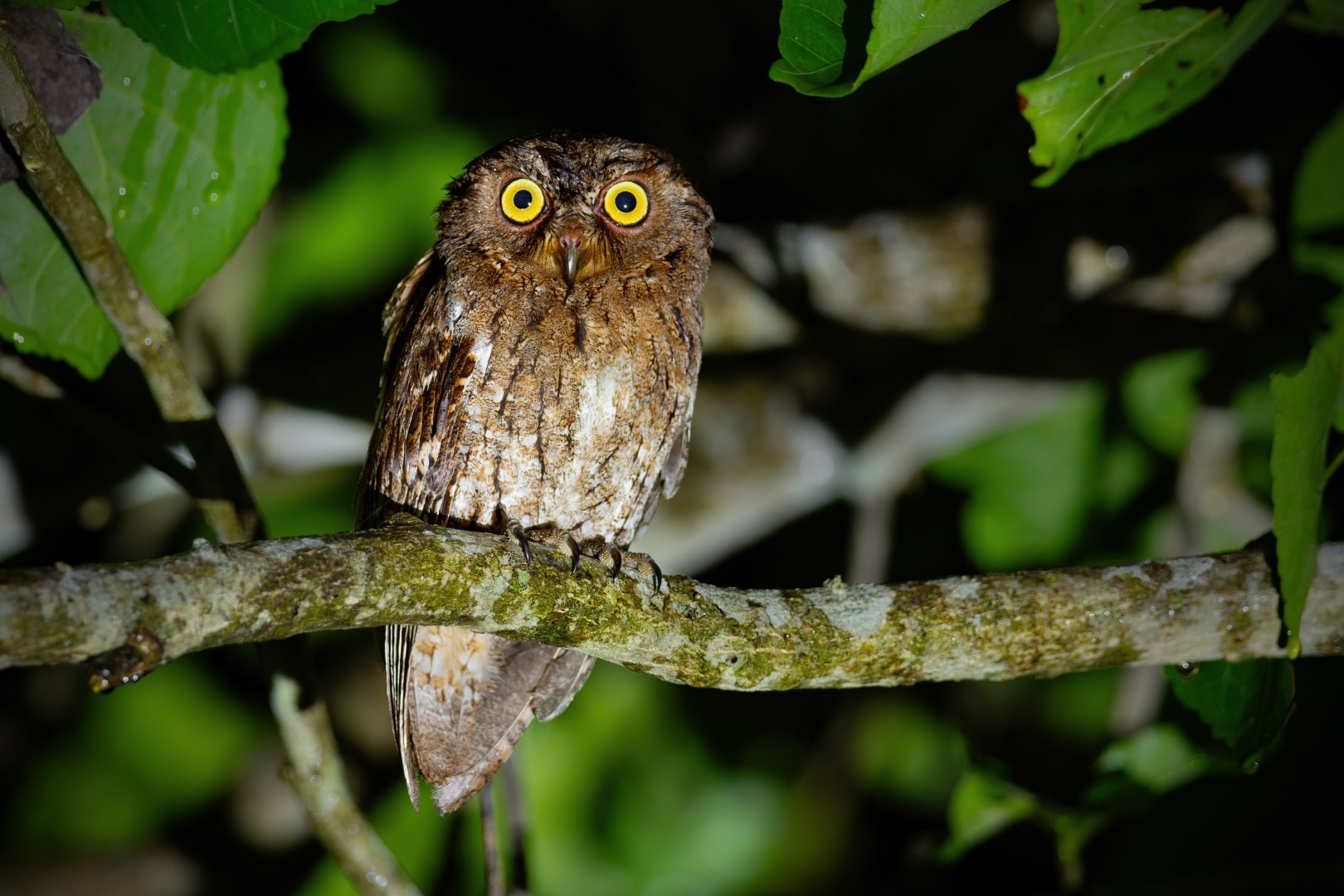 Wallace's Scops Owl