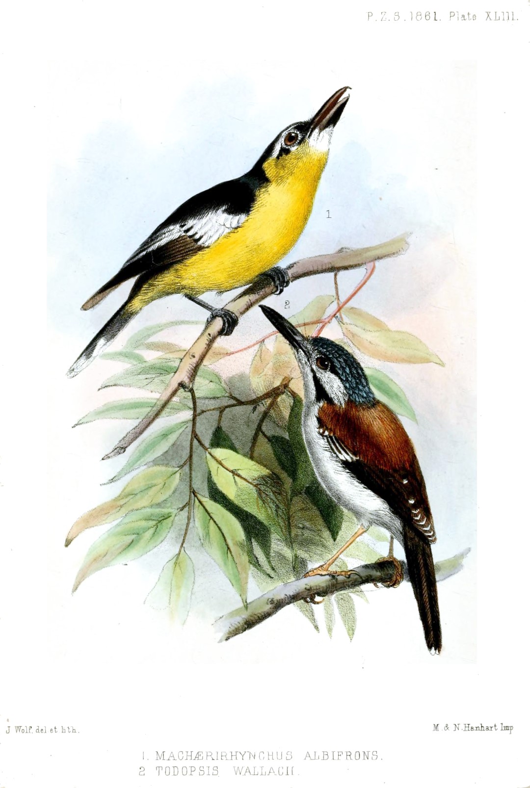 Wallace's Standardwing