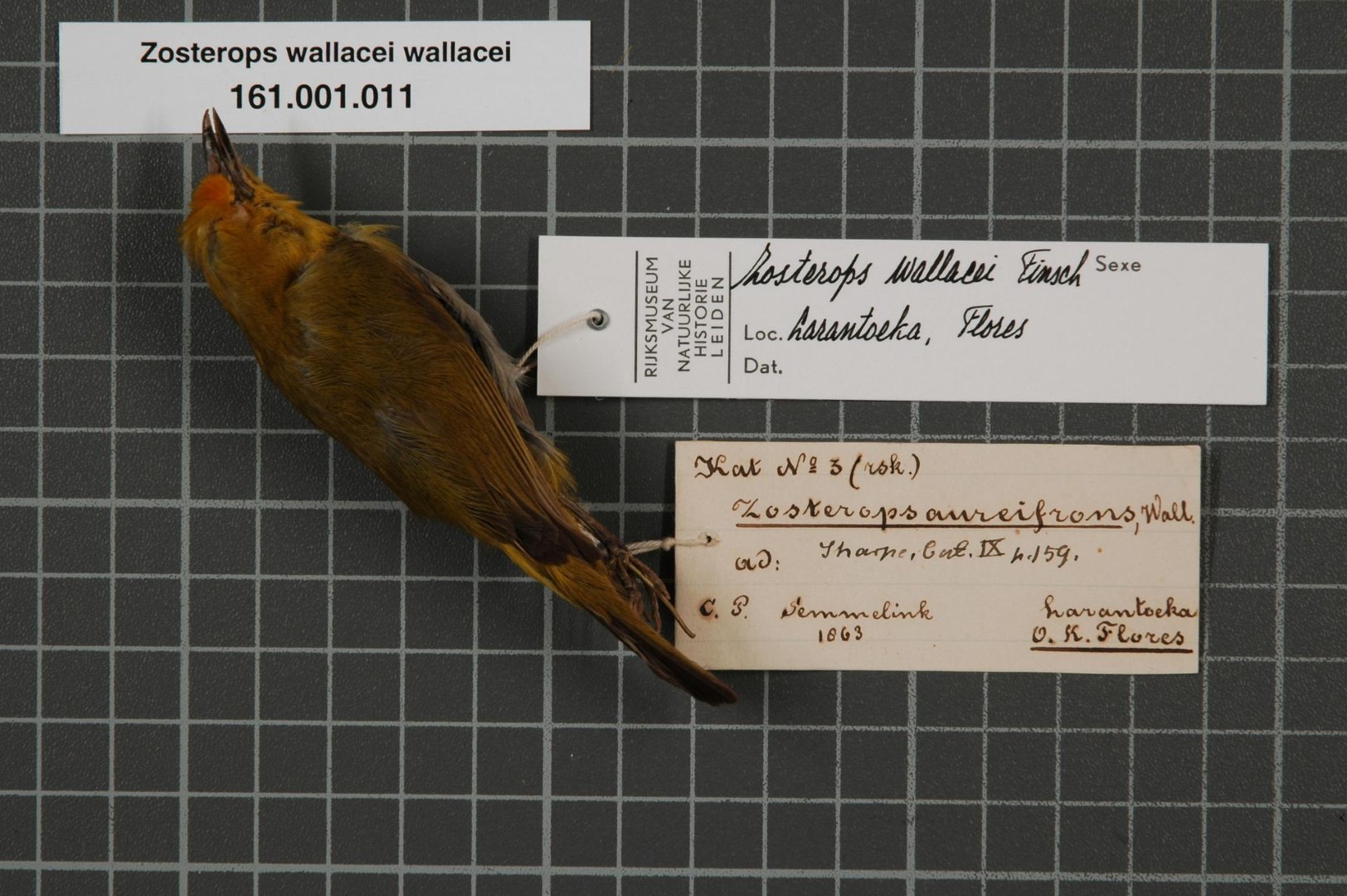 Wallace's Standardwing