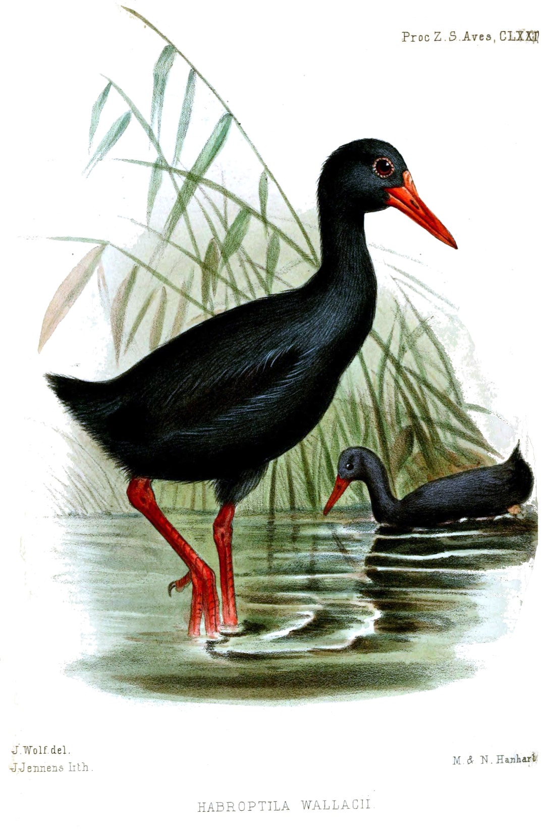 Wallace's standardwing