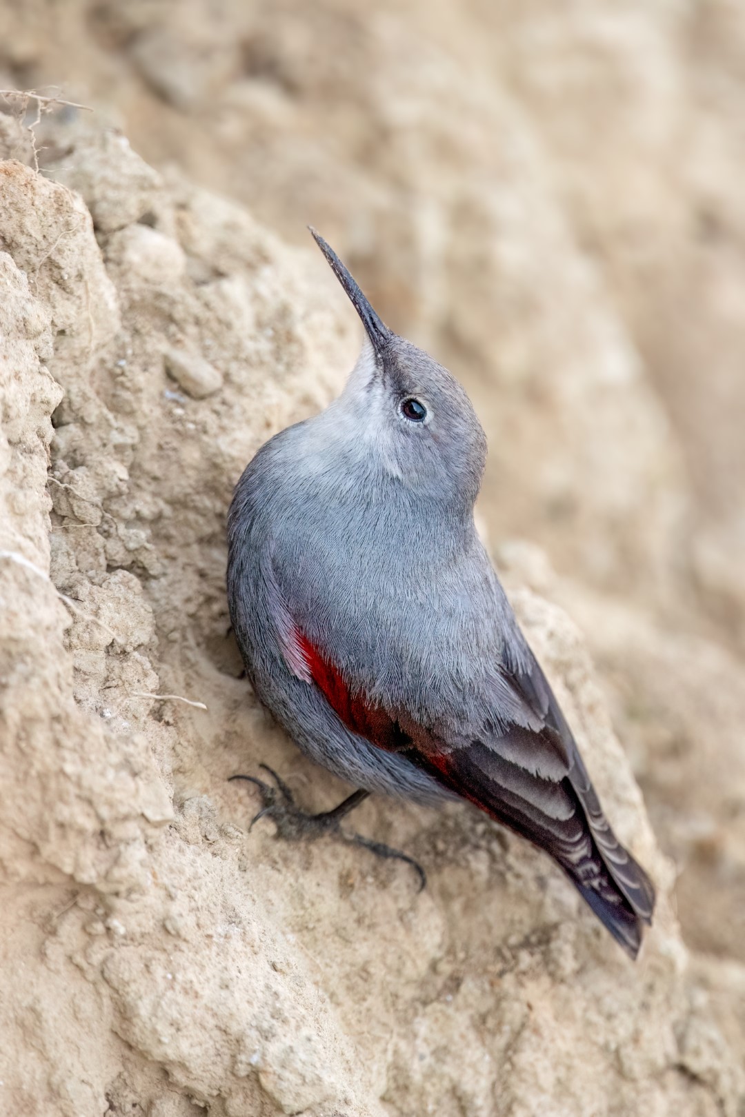 Wallcreeper
