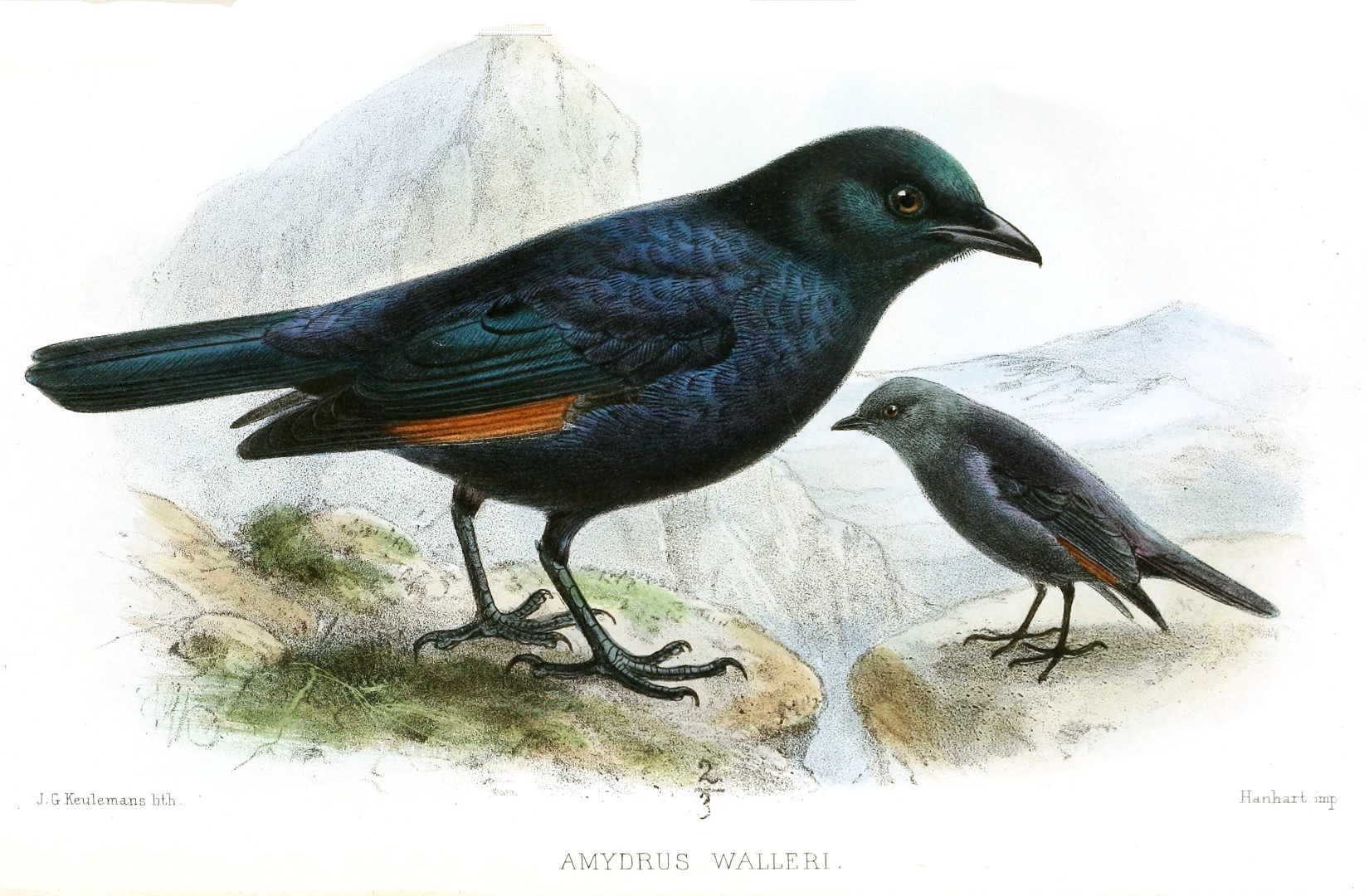 Waller's Starling