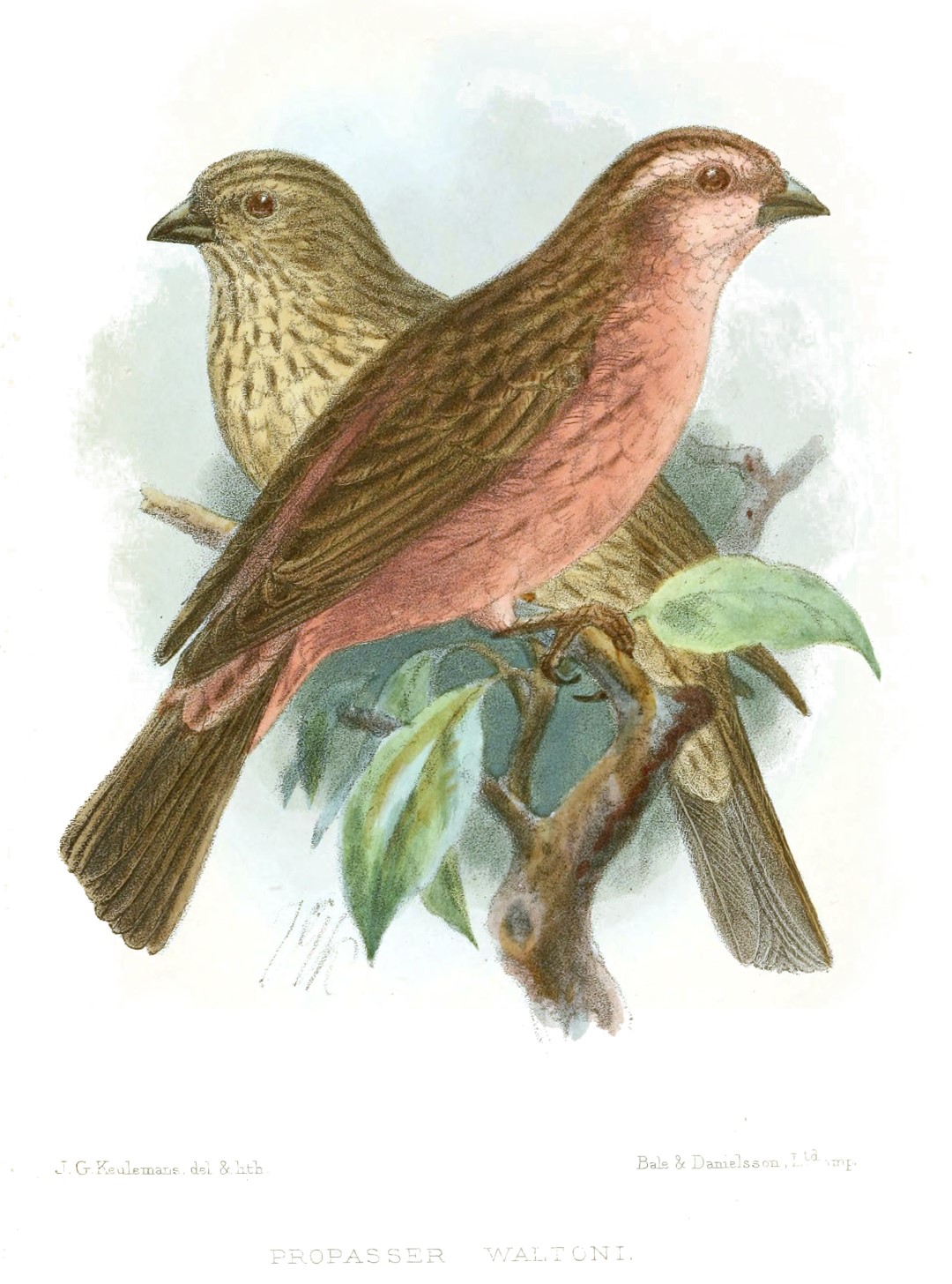 Walton's Rosefinch
