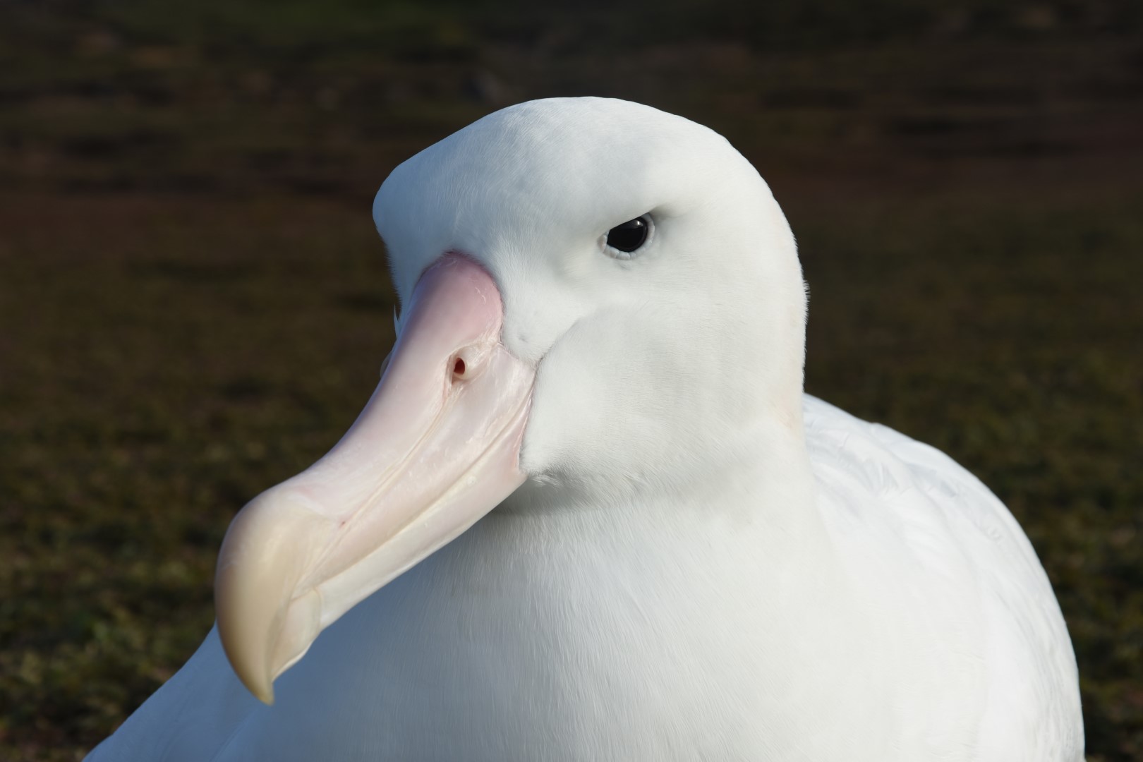 Wandering Albatross